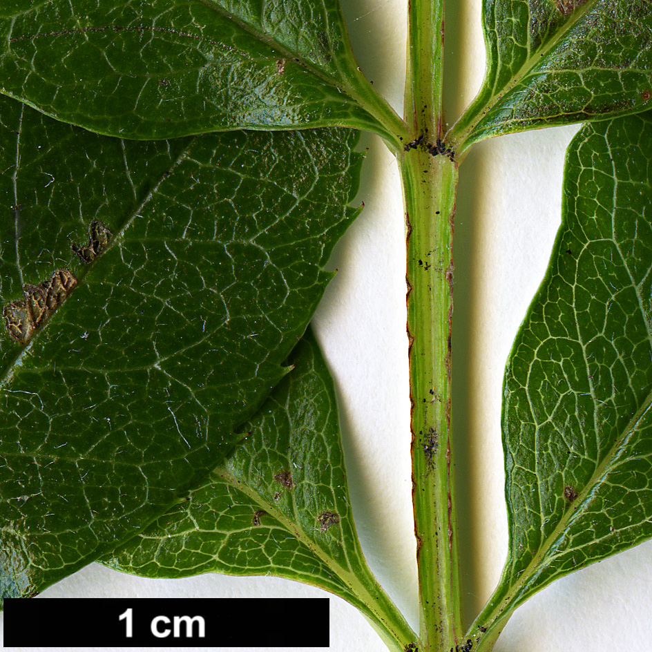 High resolution image: Family: Rosaceae - Genus: Sorbus - Taxon: kurzii