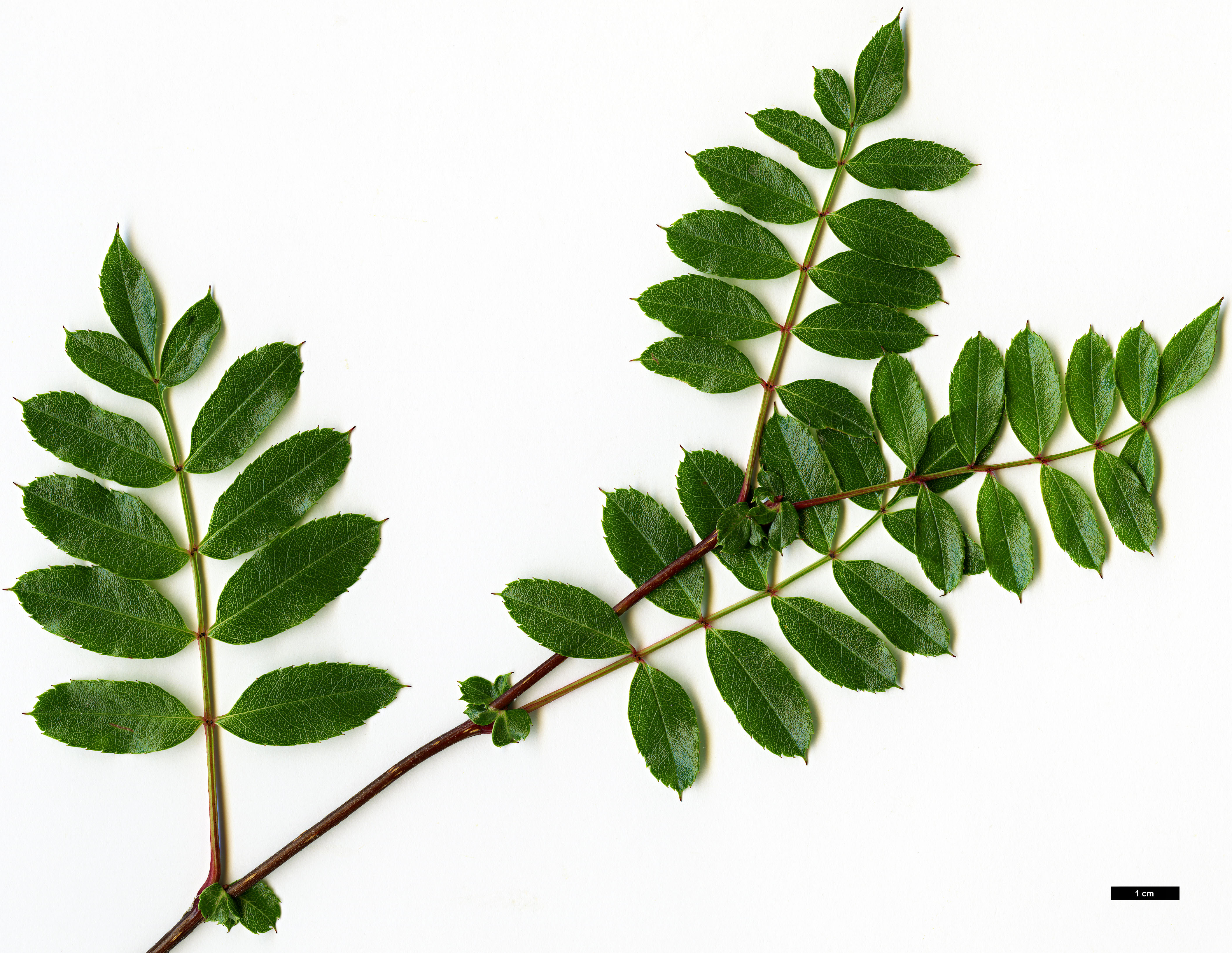 High resolution image: Family: Rosaceae - Genus: Sorbus - Taxon: kurzii