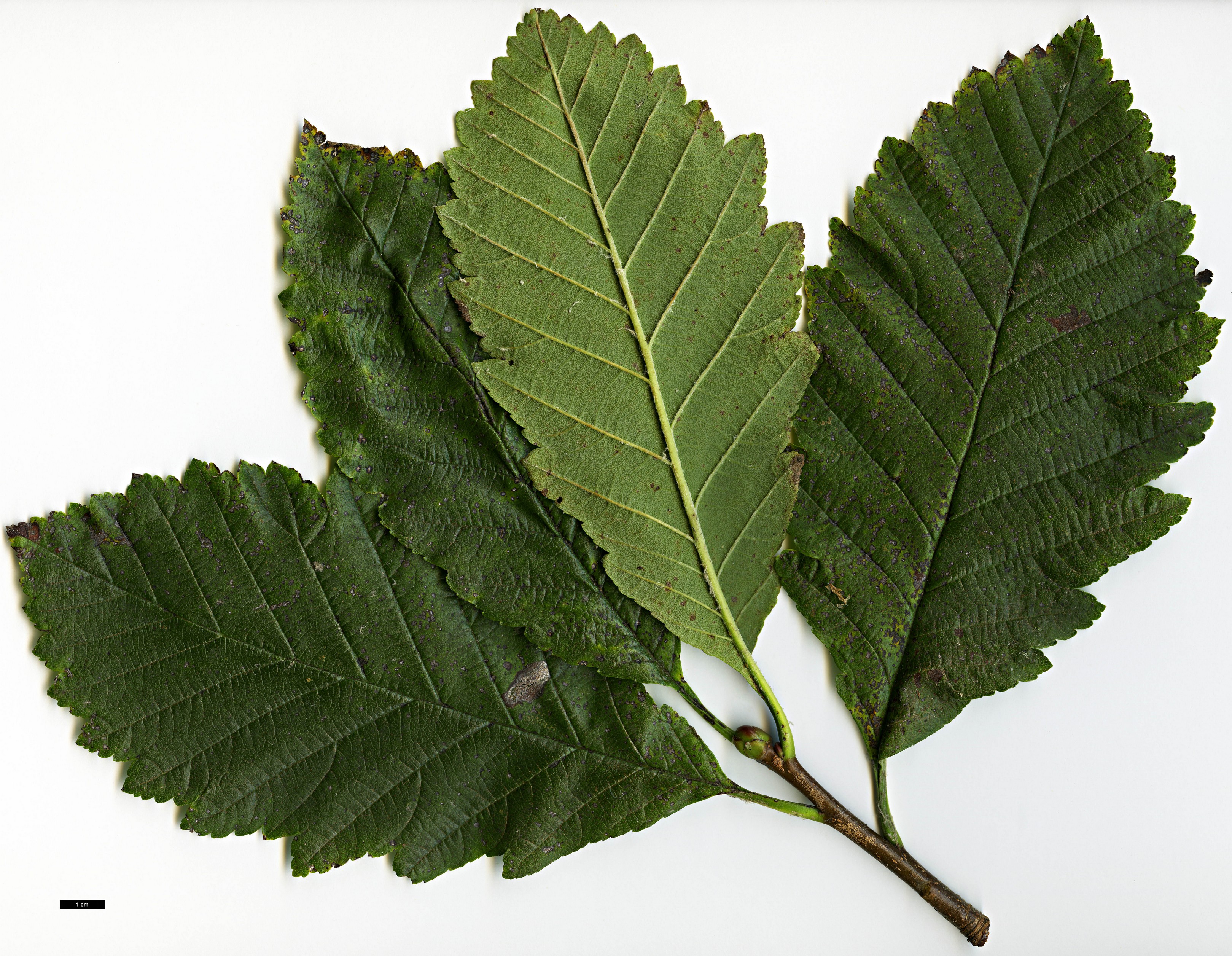 High resolution image: Family: Rosaceae - Genus: Sorbus - Taxon: lanata