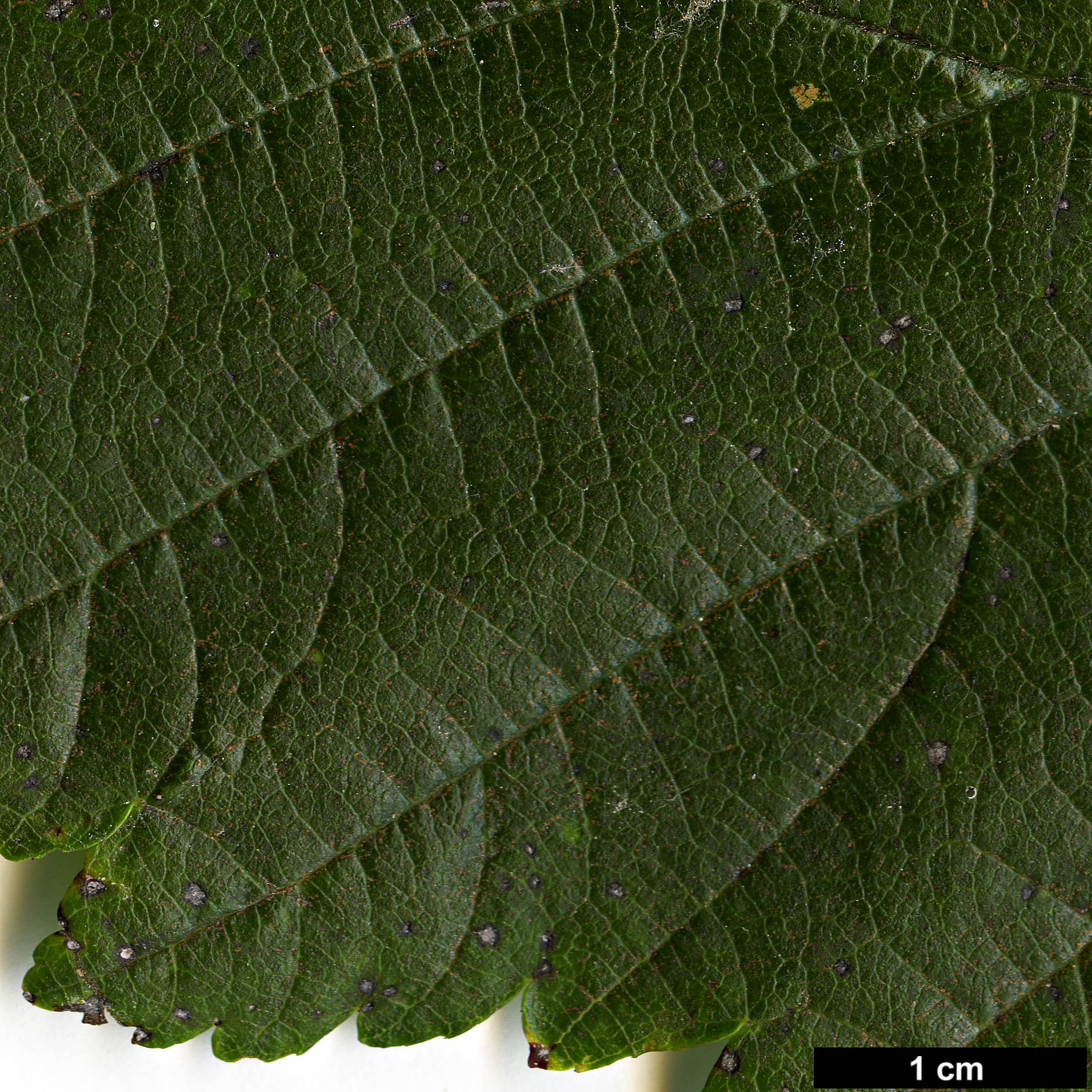 High resolution image: Family: Rosaceae - Genus: Sorbus - Taxon: lanata