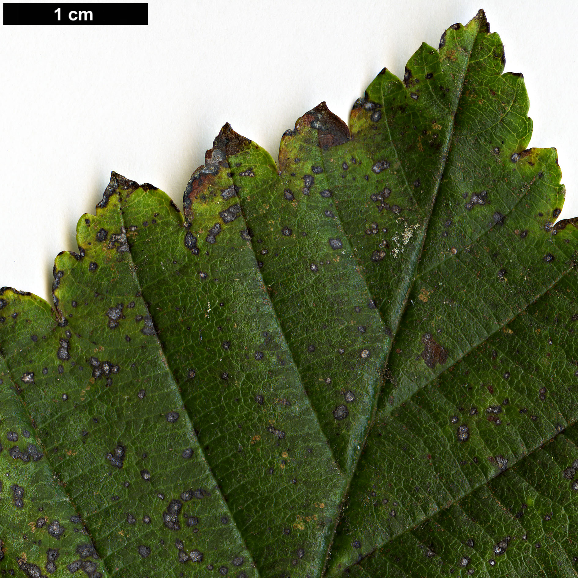 High resolution image: Family: Rosaceae - Genus: Sorbus - Taxon: lanata