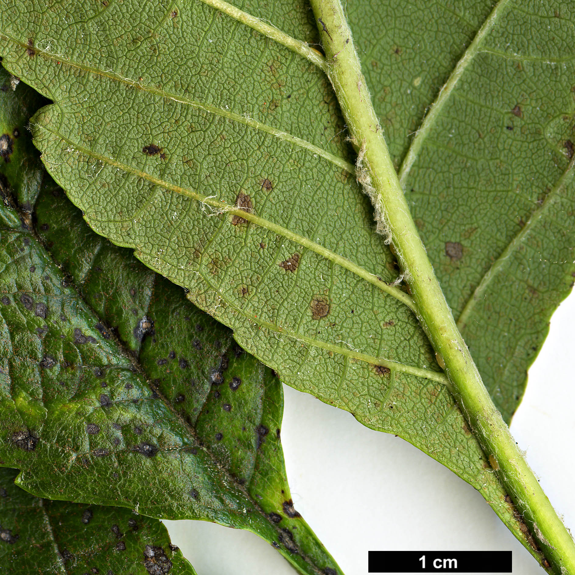 High resolution image: Family: Rosaceae - Genus: Sorbus - Taxon: lanata