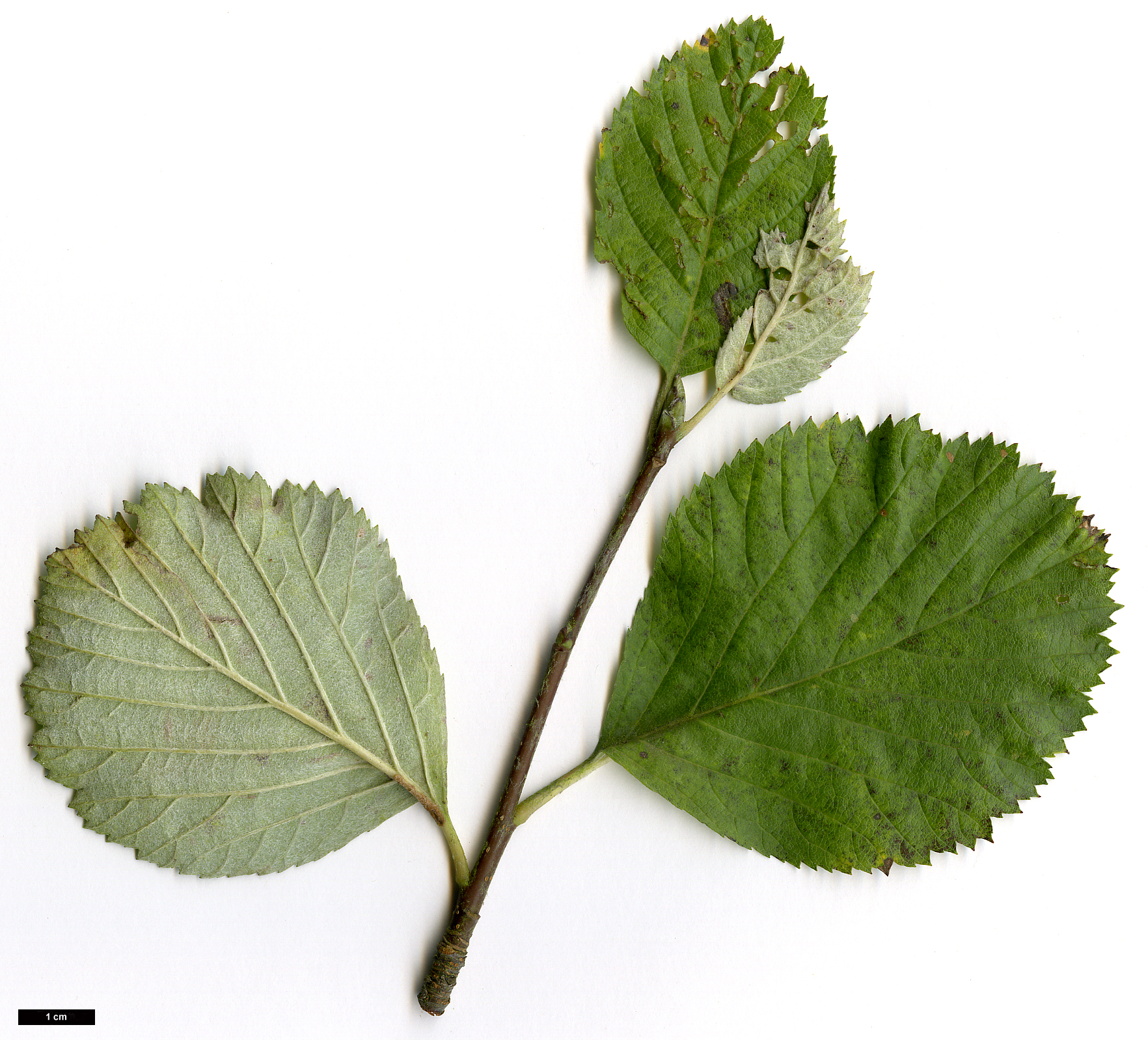 High resolution image: Family: Rosaceae - Genus: Sorbus - Taxon: lancastriensis