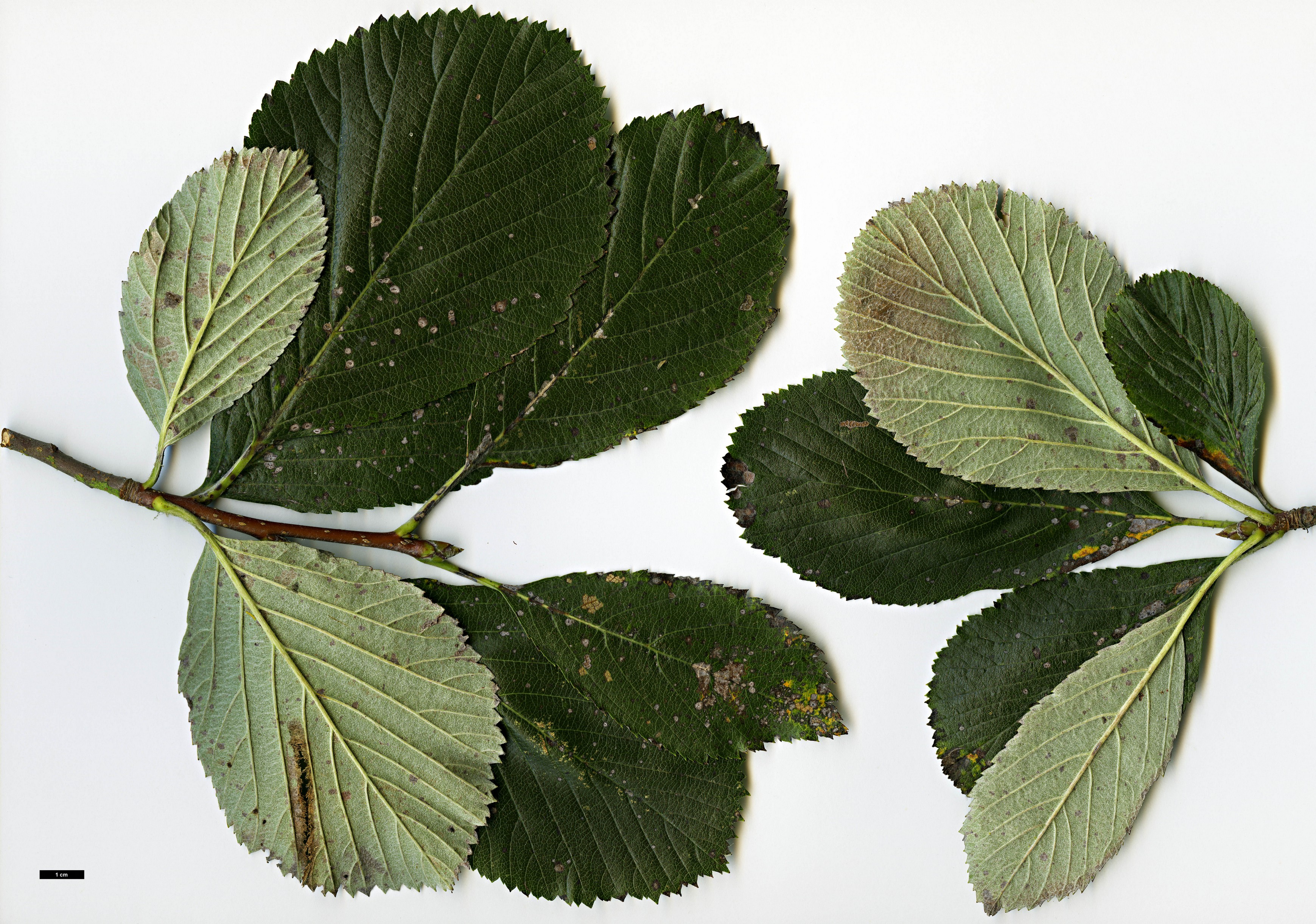 High resolution image: Family: Rosaceae - Genus: Sorbus - Taxon: lancastriensis