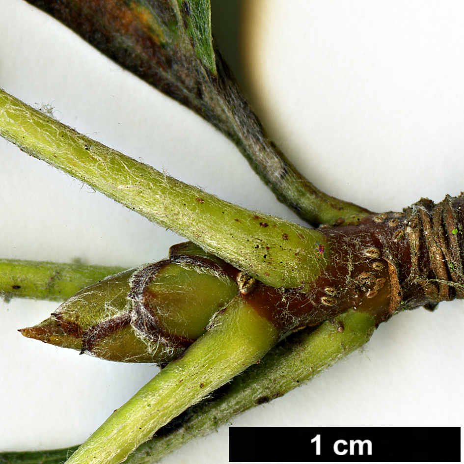 High resolution image: Family: Rosaceae - Genus: Sorbus - Taxon: lancastriensis