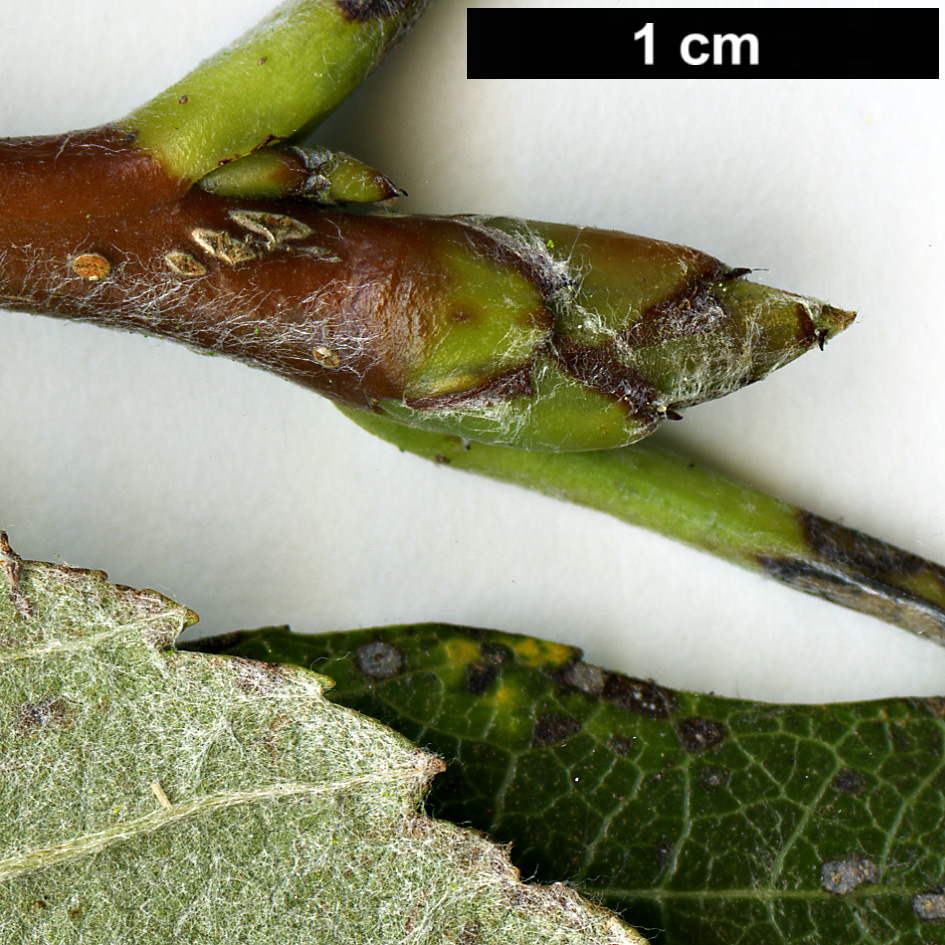 High resolution image: Family: Rosaceae - Genus: Sorbus - Taxon: lancastriensis