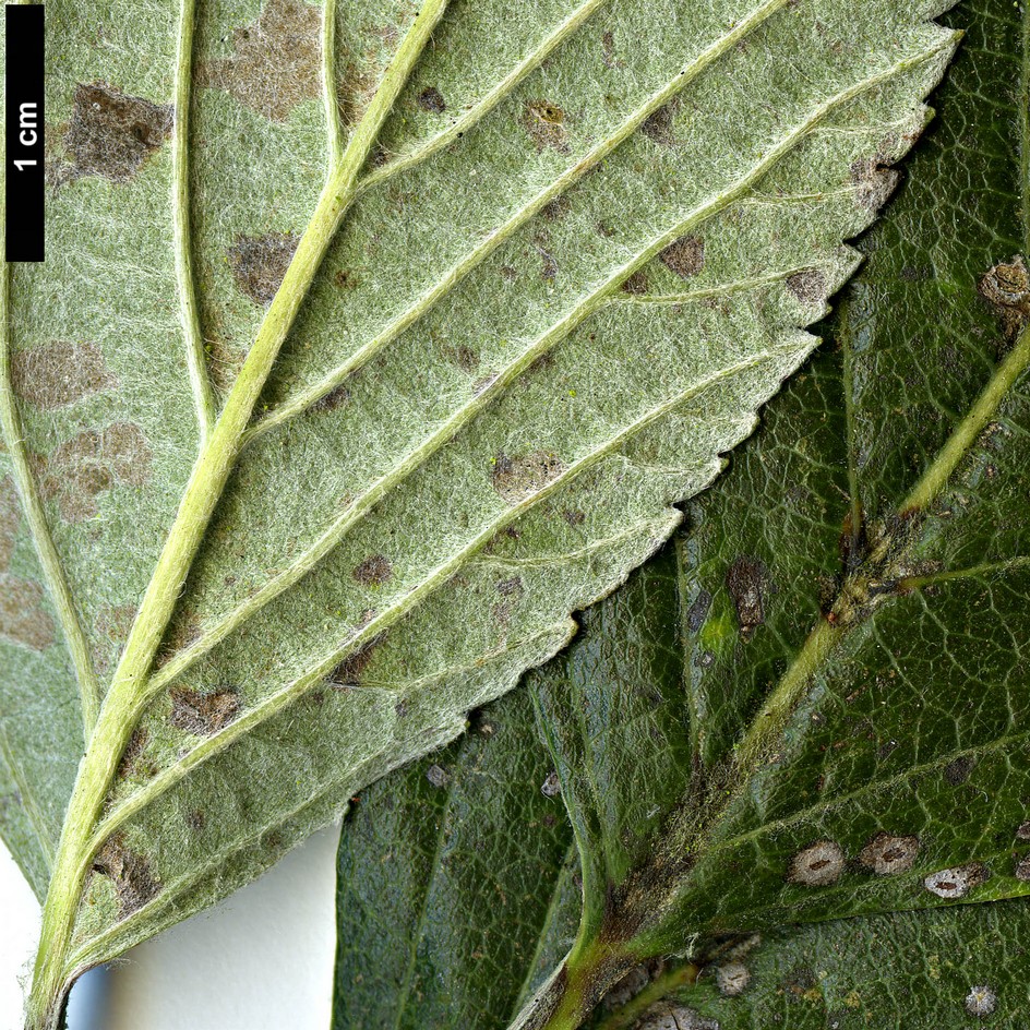 High resolution image: Family: Rosaceae - Genus: Sorbus - Taxon: lancastriensis