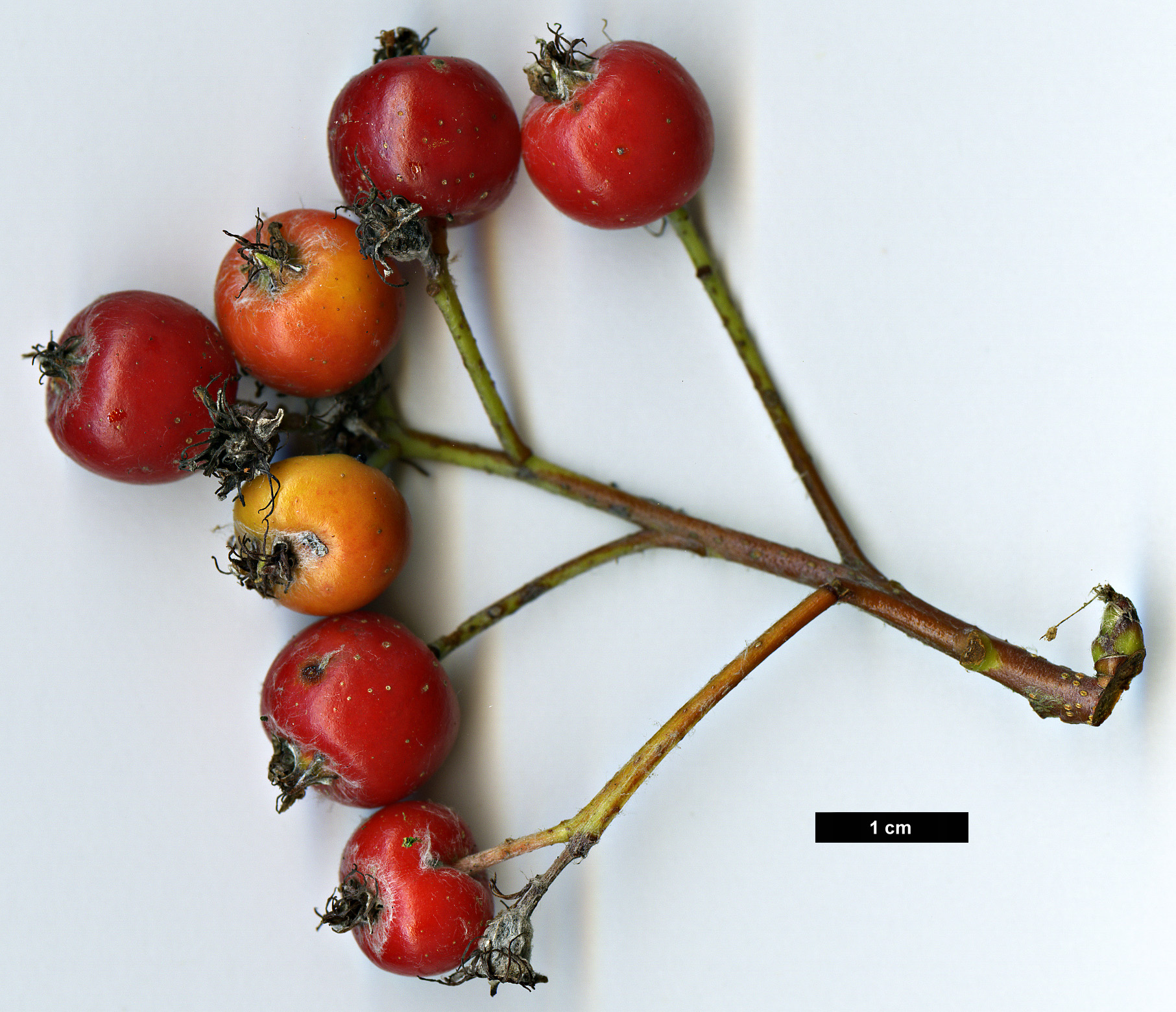 High resolution image: Family: Rosaceae - Genus: Sorbus - Taxon: lancastriensis