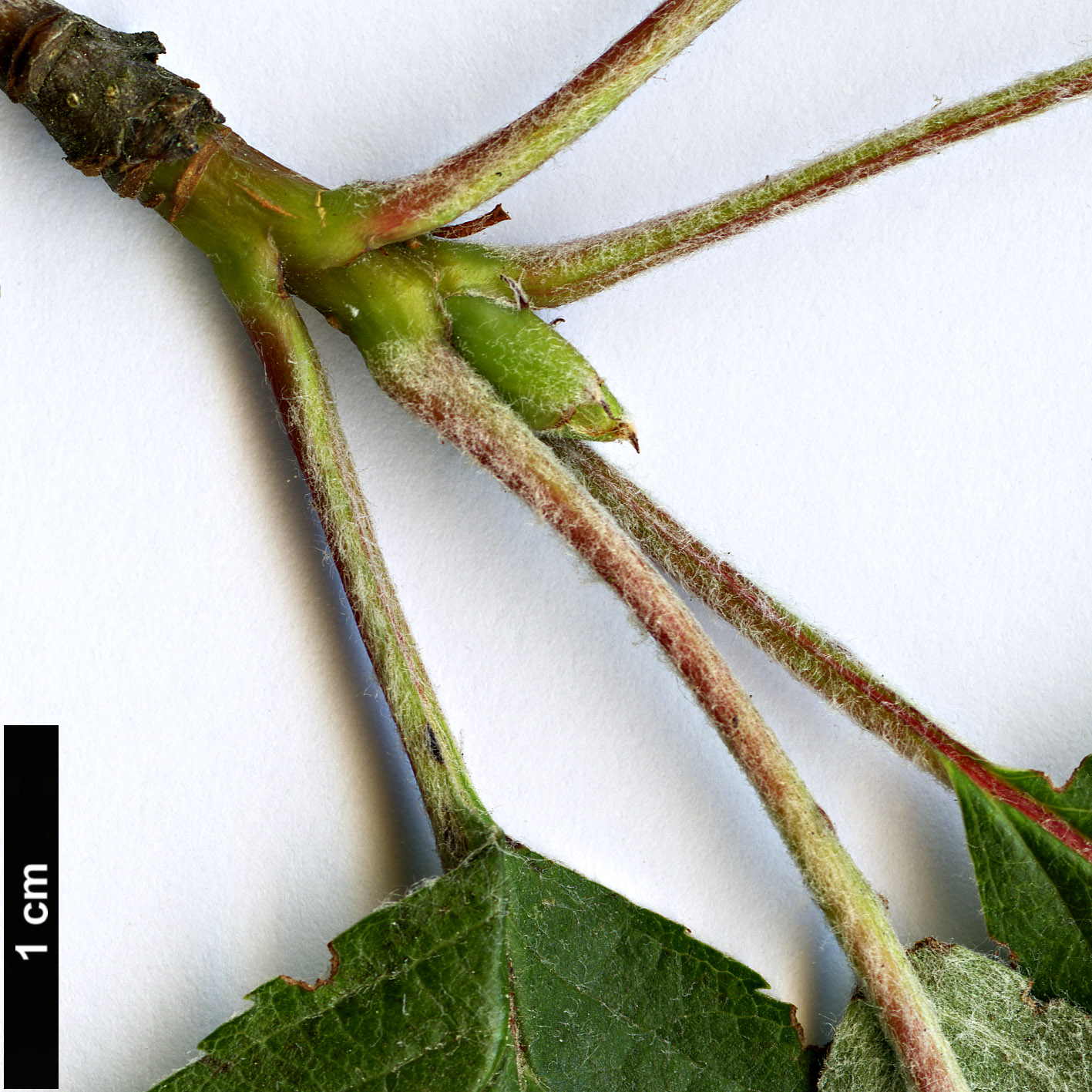 High resolution image: Family: Rosaceae - Genus: Sorbus - Taxon: lancifolia