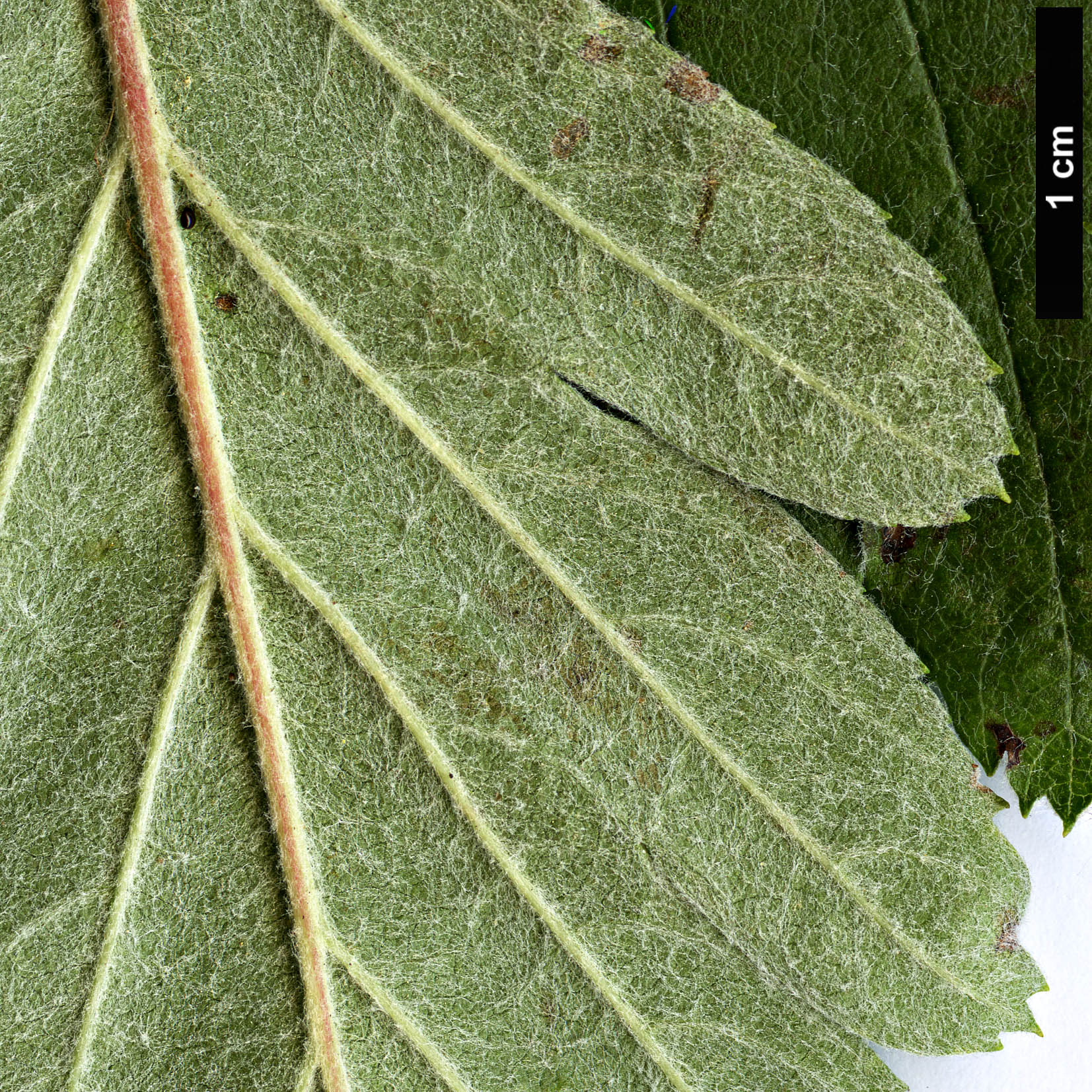 High resolution image: Family: Rosaceae - Genus: Sorbus - Taxon: lancifolia