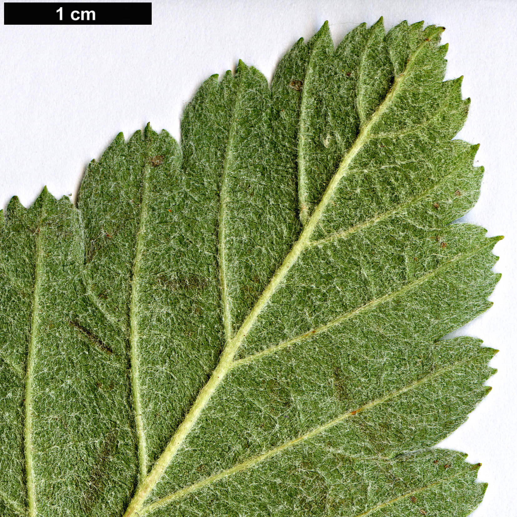 High resolution image: Family: Rosaceae - Genus: Sorbus - Taxon: lancifolia