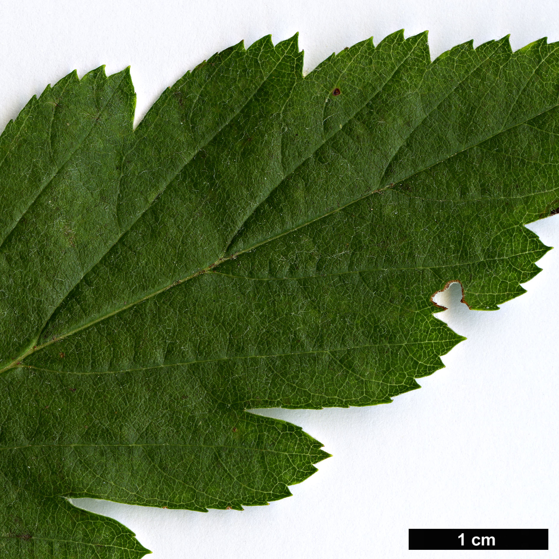 High resolution image: Family: Rosaceae - Genus: Sorbus - Taxon: lancifolia