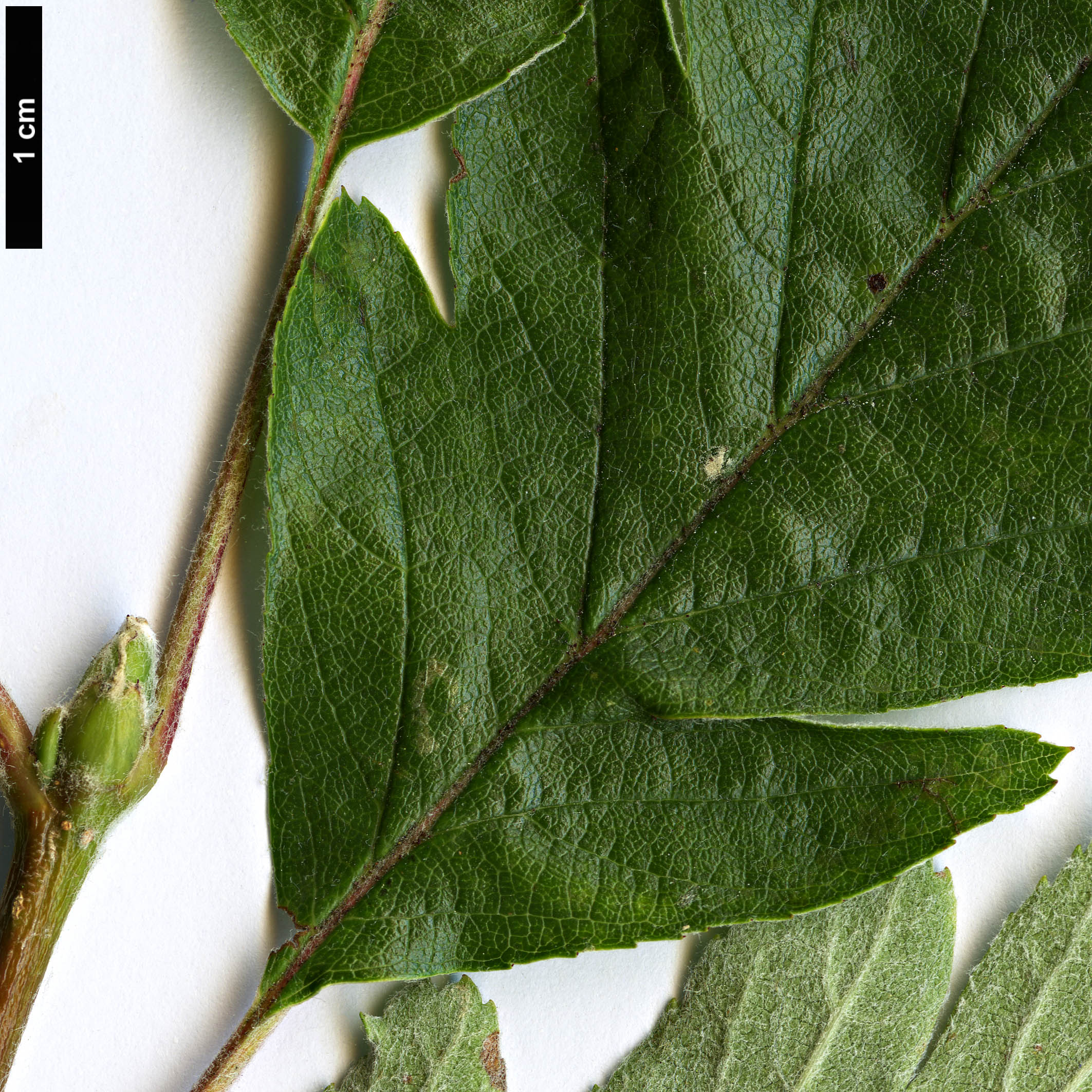 High resolution image: Family: Rosaceae - Genus: Sorbus - Taxon: lancifolia