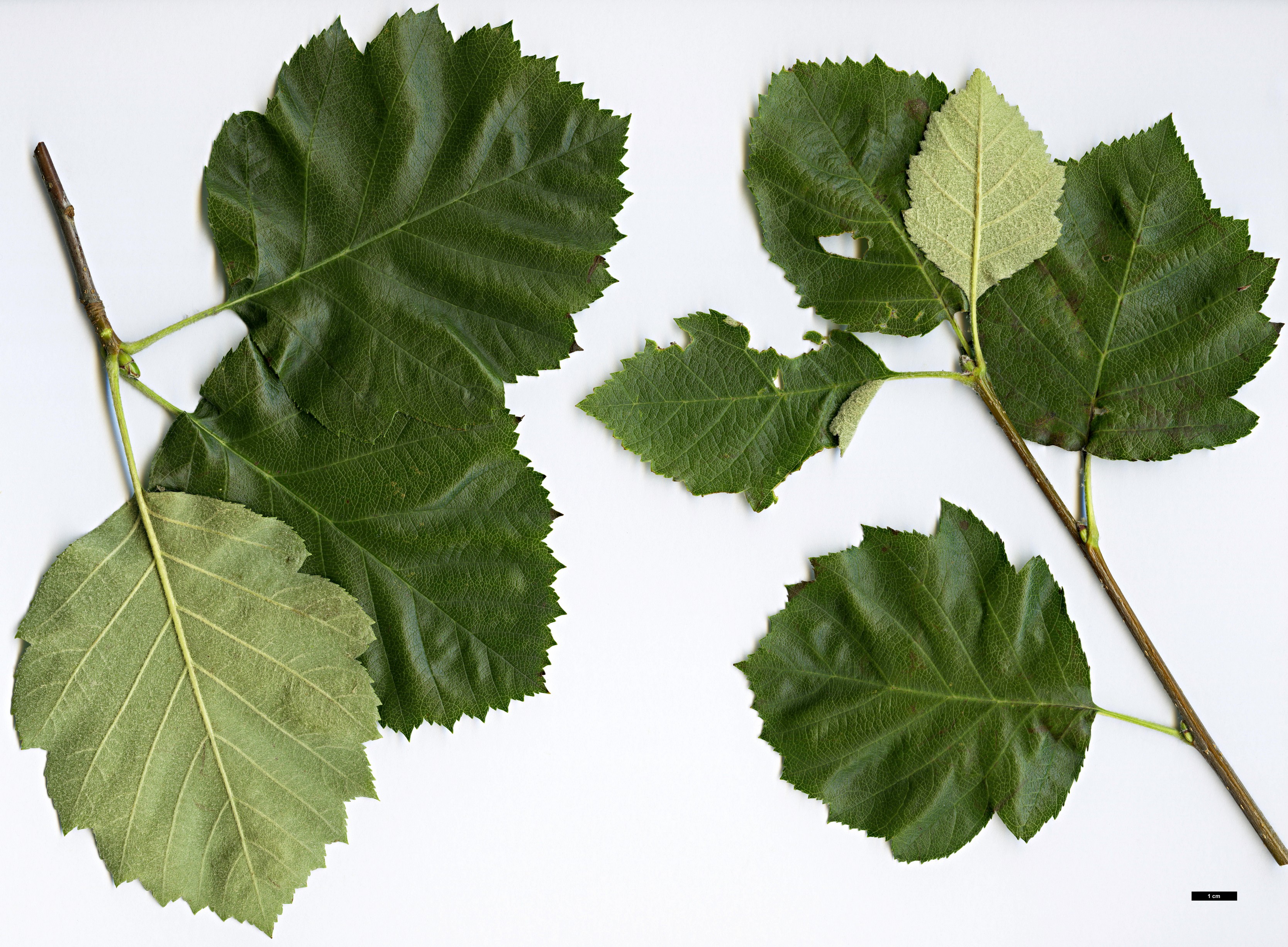 High resolution image: Family: Rosaceae - Genus: Sorbus - Taxon: latifolia