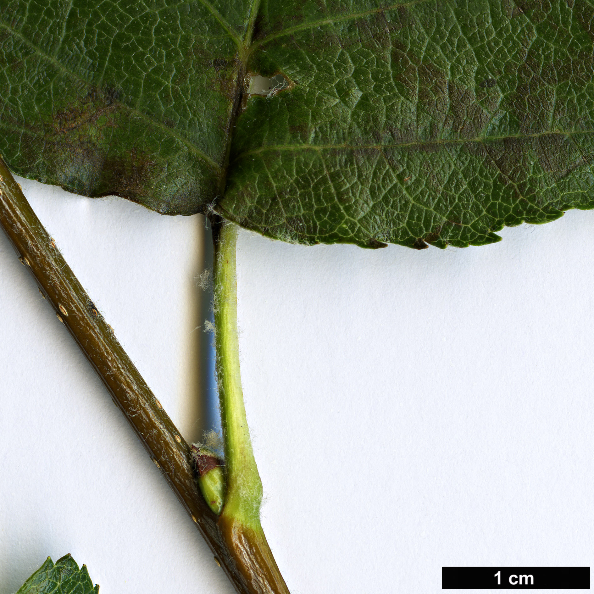 High resolution image: Family: Rosaceae - Genus: Sorbus - Taxon: latifolia