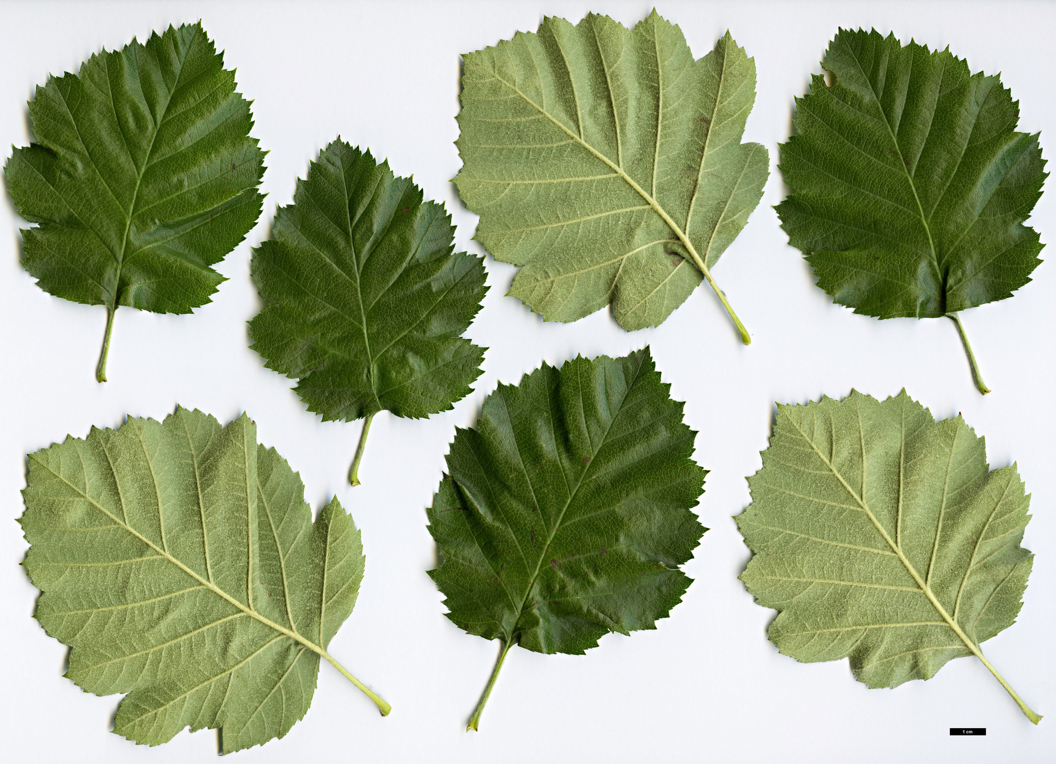 High resolution image: Family: Rosaceae - Genus: Sorbus - Taxon: latifolia