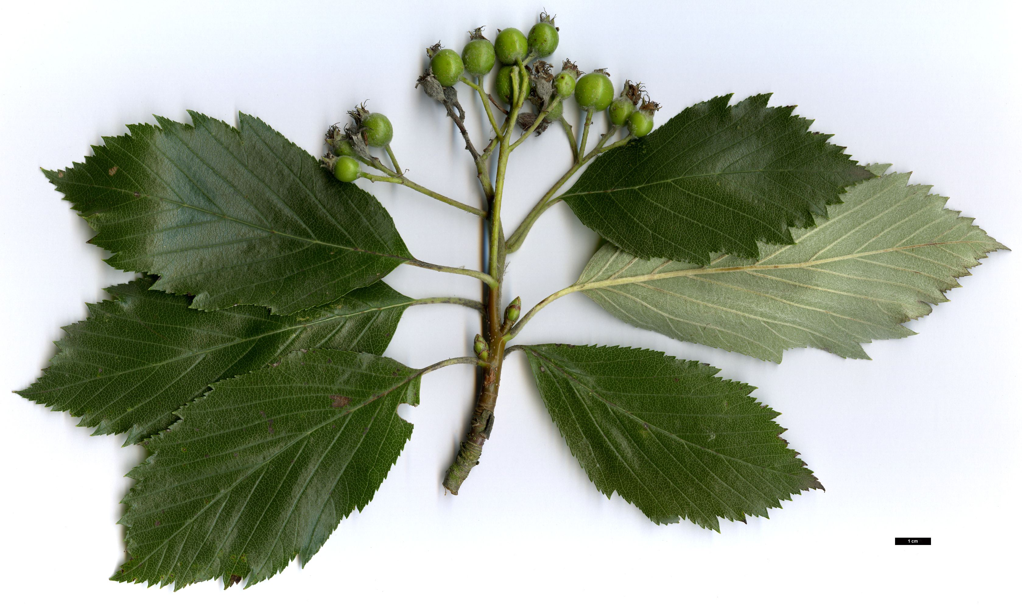 High resolution image: Family: Rosaceae - Genus: Sorbus - Taxon: latissima