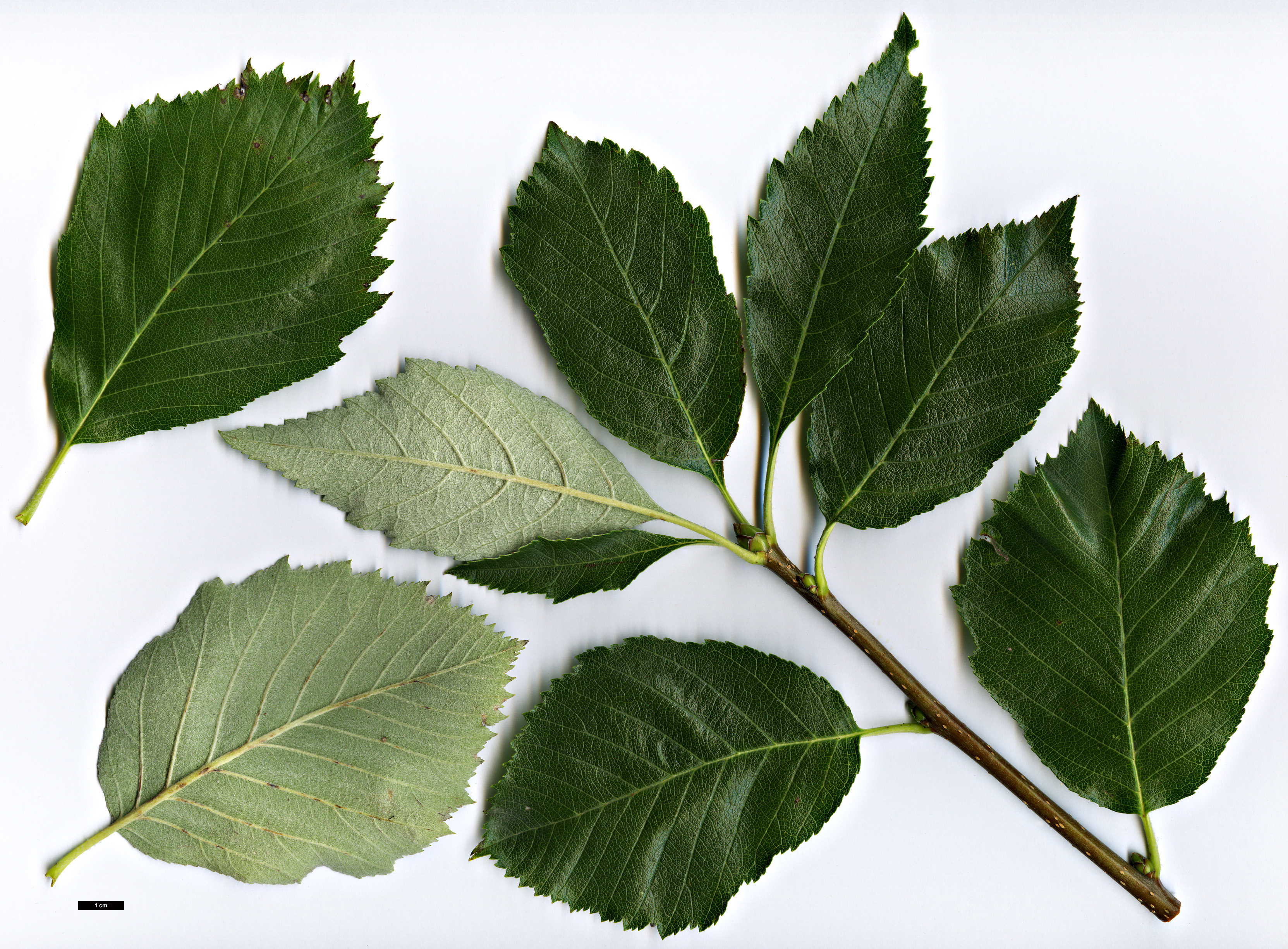 High resolution image: Family: Rosaceae - Genus: Sorbus - Taxon: latissima