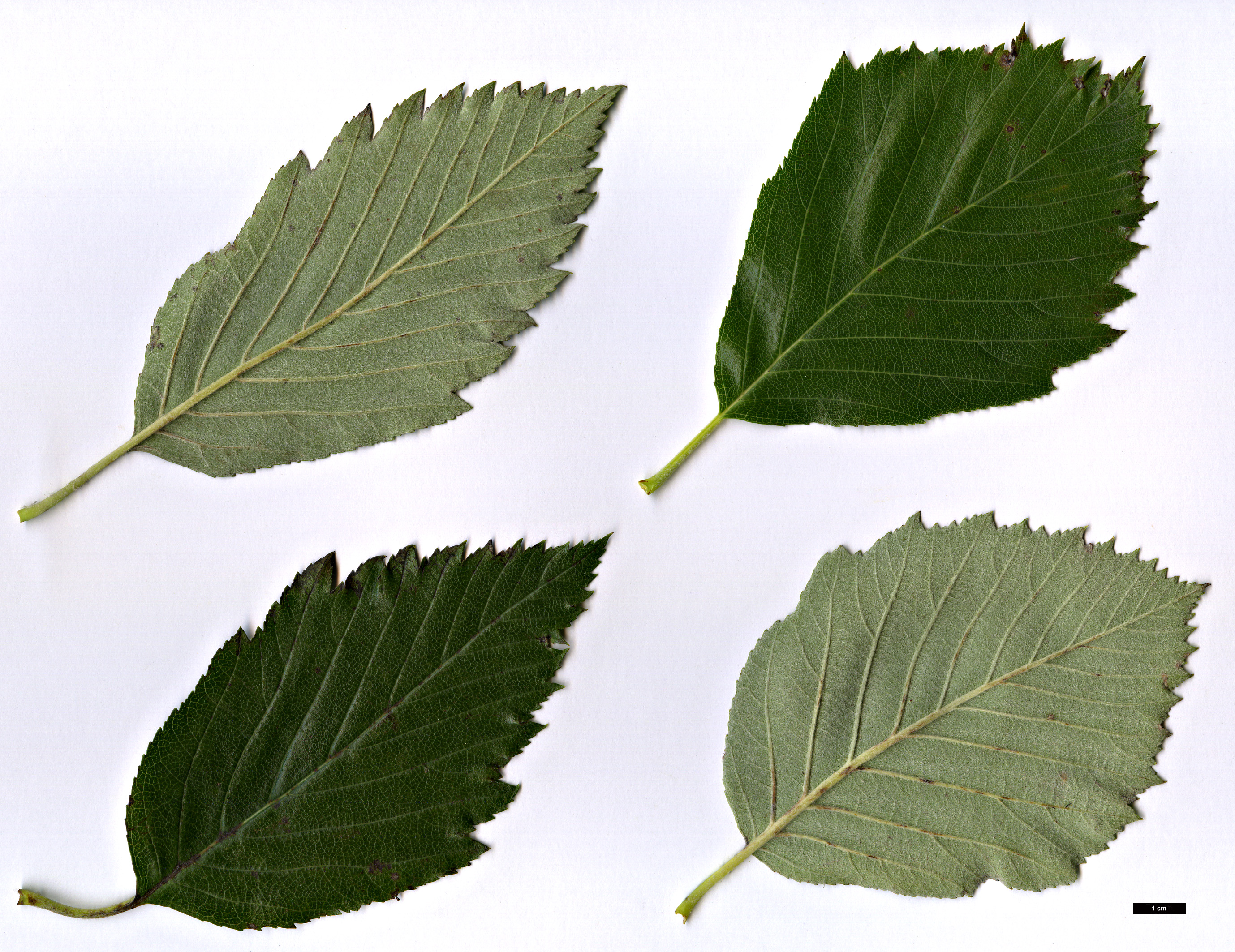 High resolution image: Family: Rosaceae - Genus: Sorbus - Taxon: latissima