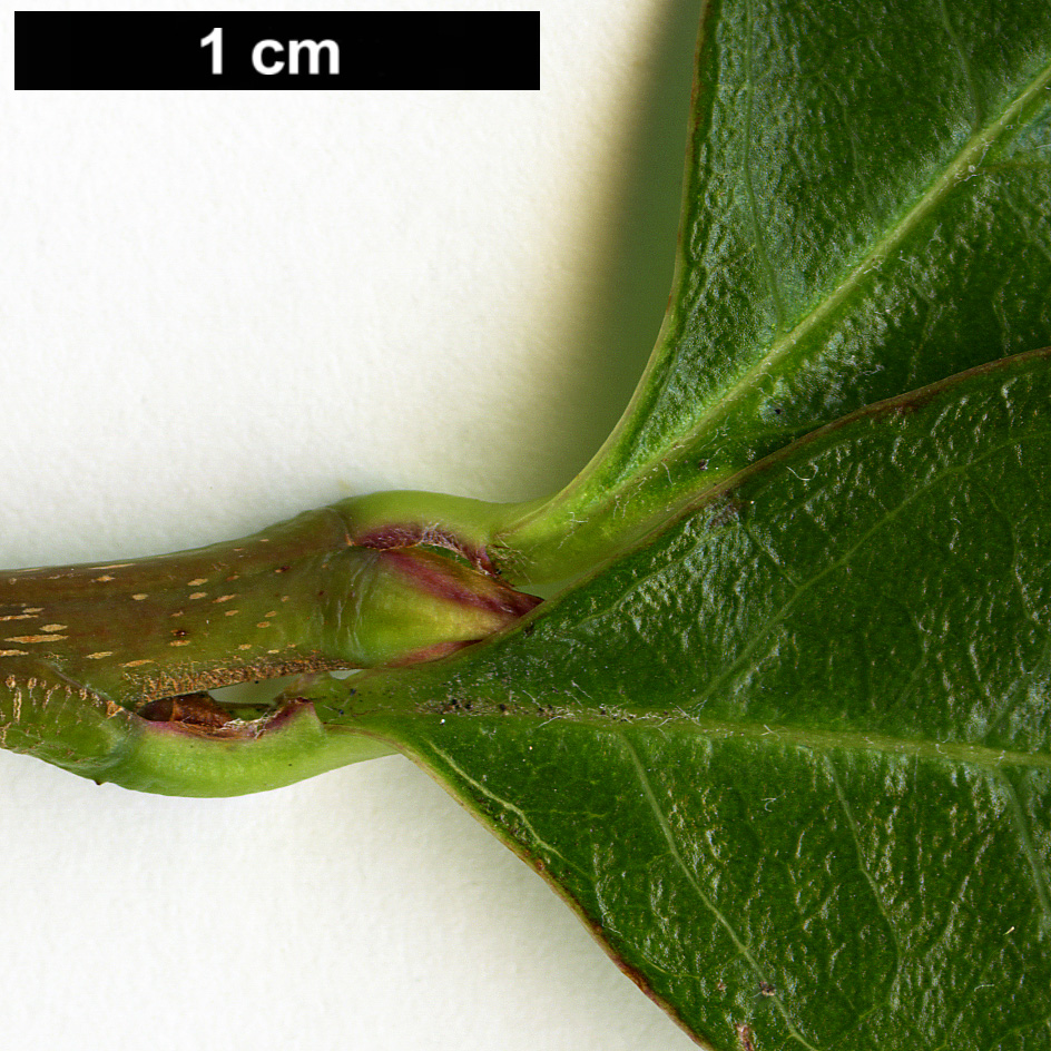 High resolution image: Family: Rosaceae - Genus: Sorbus - Taxon: ligustrifolia