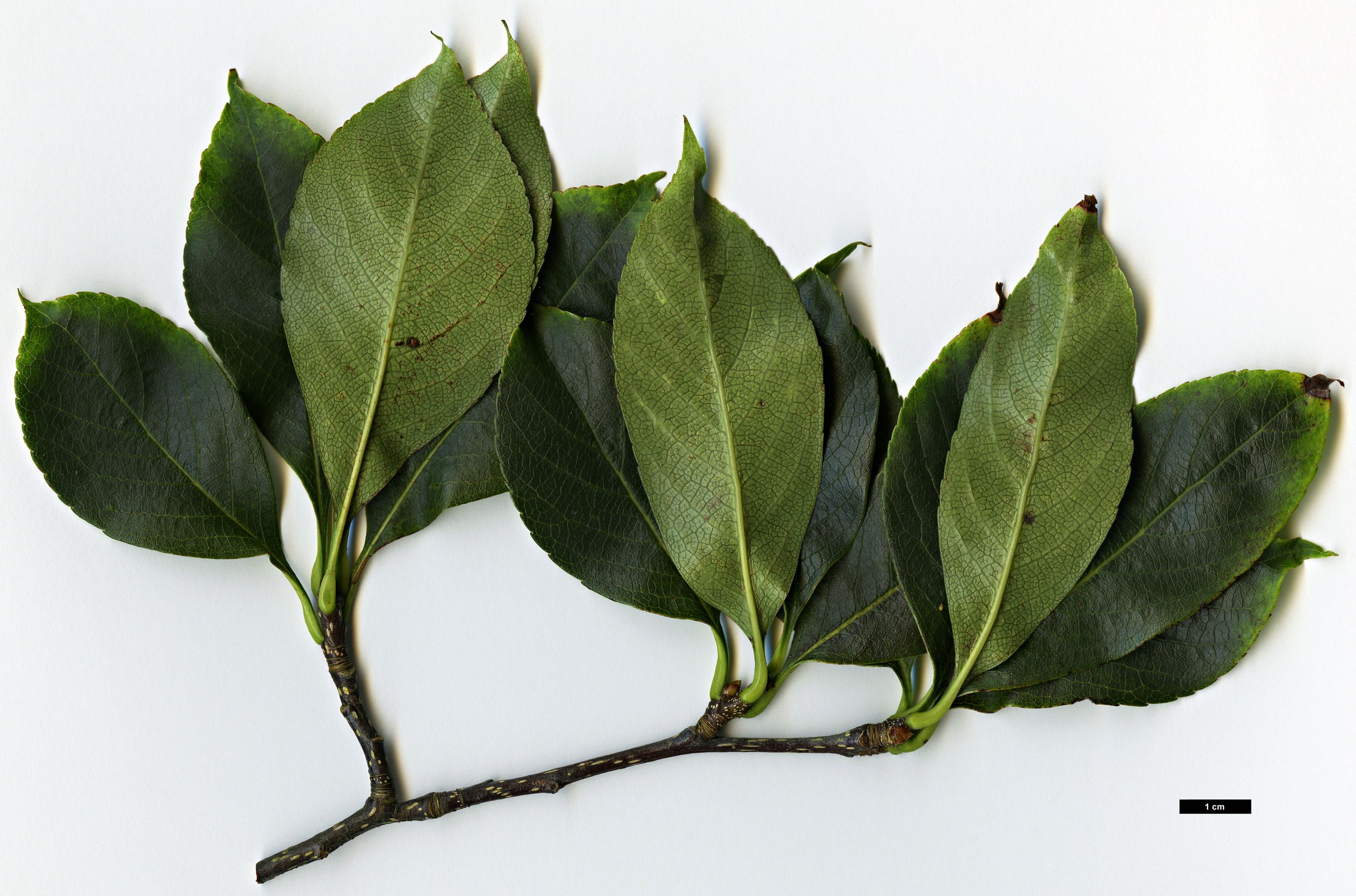 High resolution image: Family: Rosaceae - Genus: Sorbus - Taxon: ligustrifolia