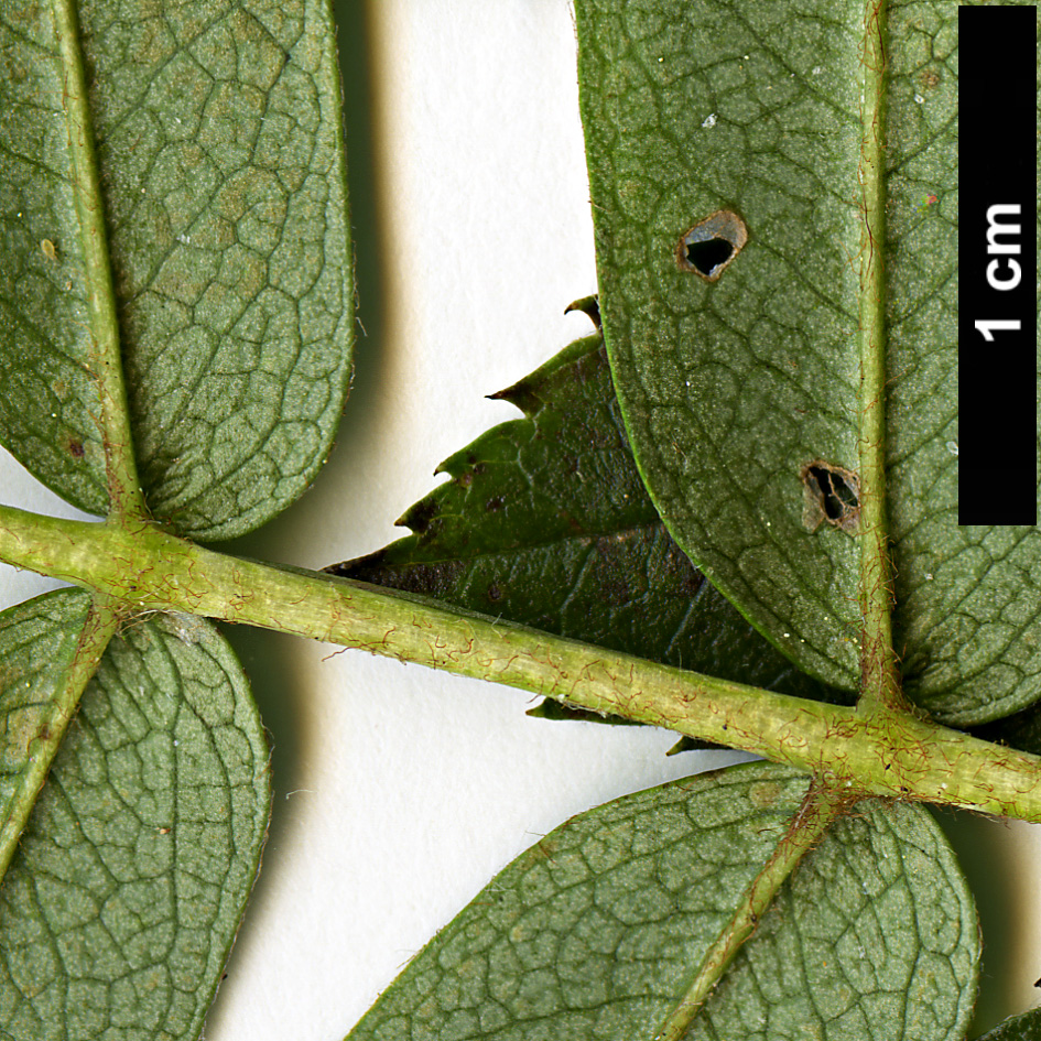 High resolution image: Family: Rosaceae - Genus: Sorbus - Taxon: lingshiensis