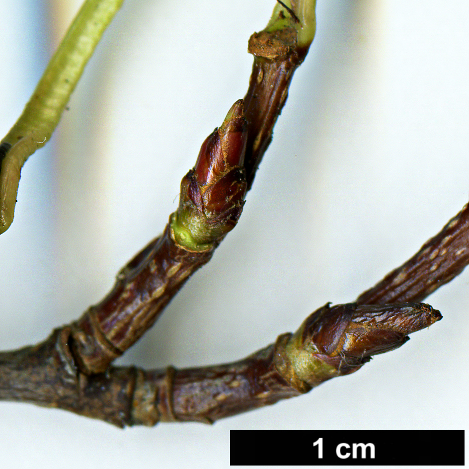 High resolution image: Family: Rosaceae - Genus: Sorbus - Taxon: macallisteri