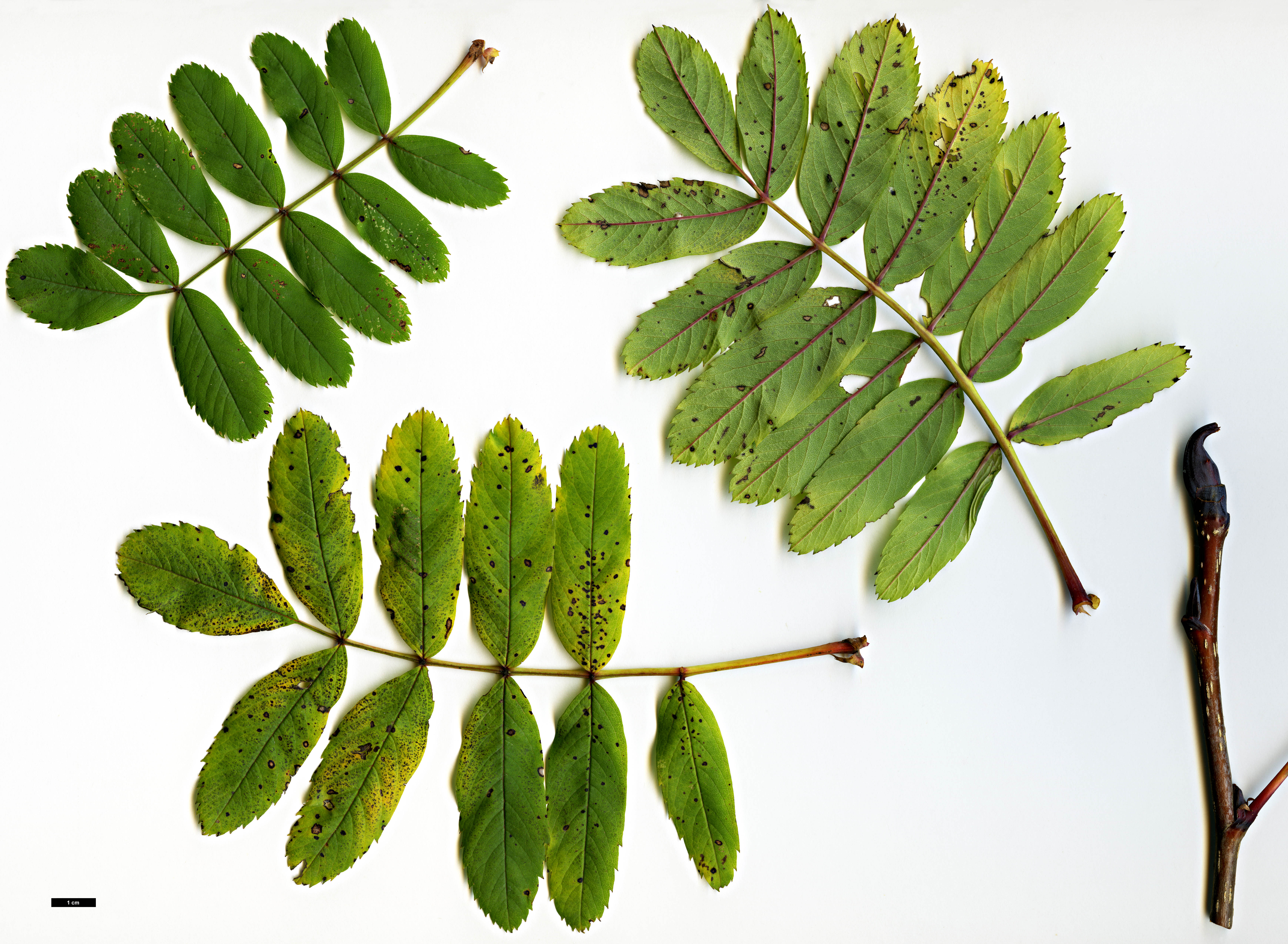 High resolution image: Family: Rosaceae - Genus: Sorbus - Taxon: matsumurana