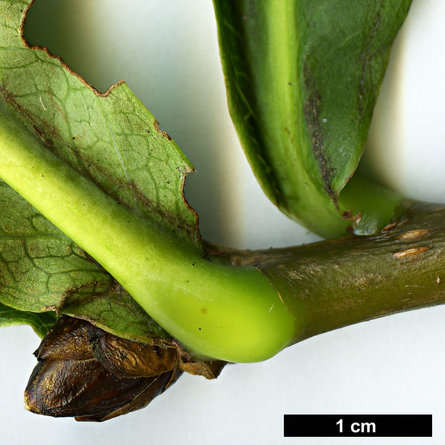 High resolution image: Family: Rosaceae - Genus: Sorbus - Taxon: medongensis