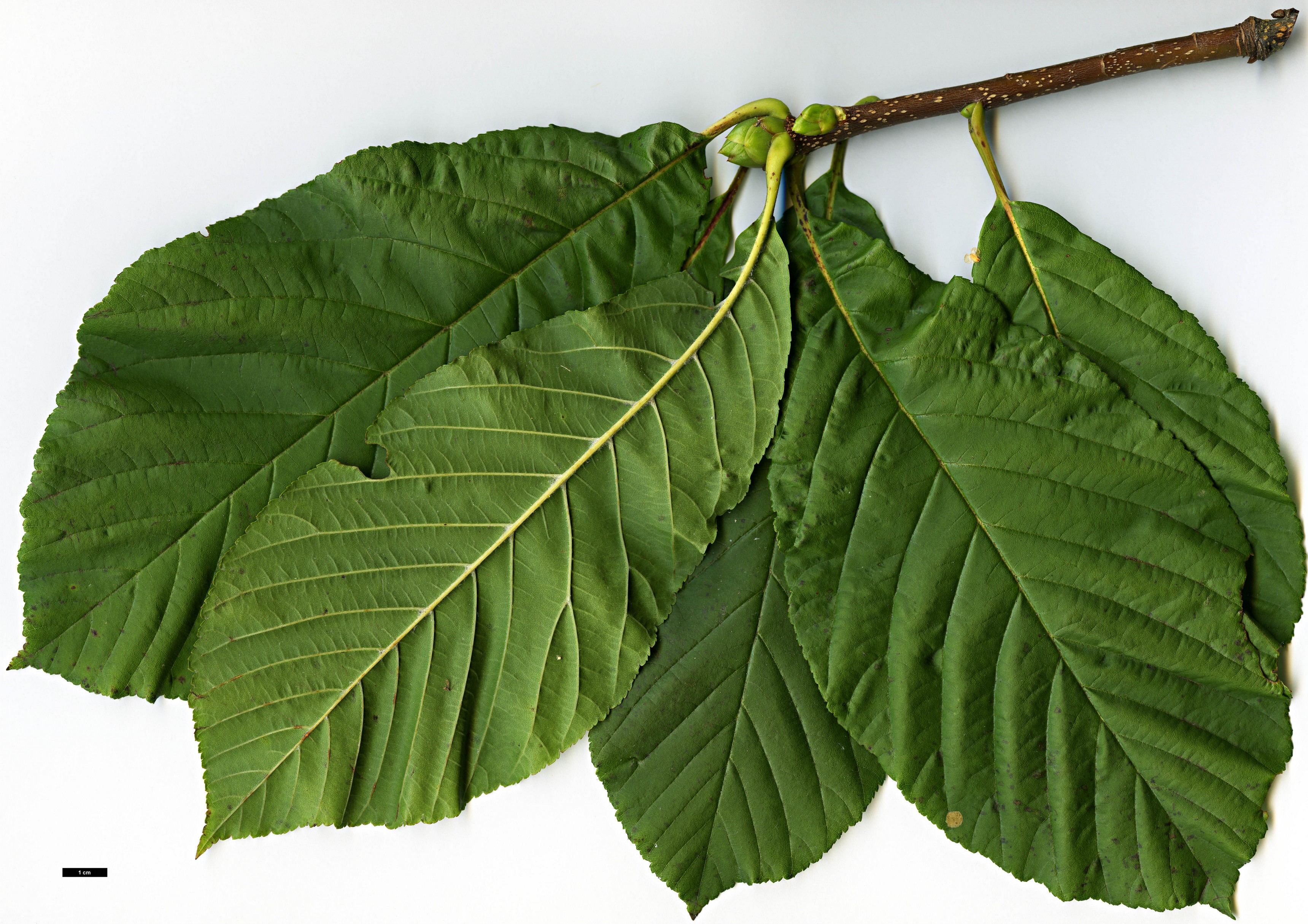 High resolution image: Family: Rosaceae - Genus: Sorbus - Taxon: megalocarpa