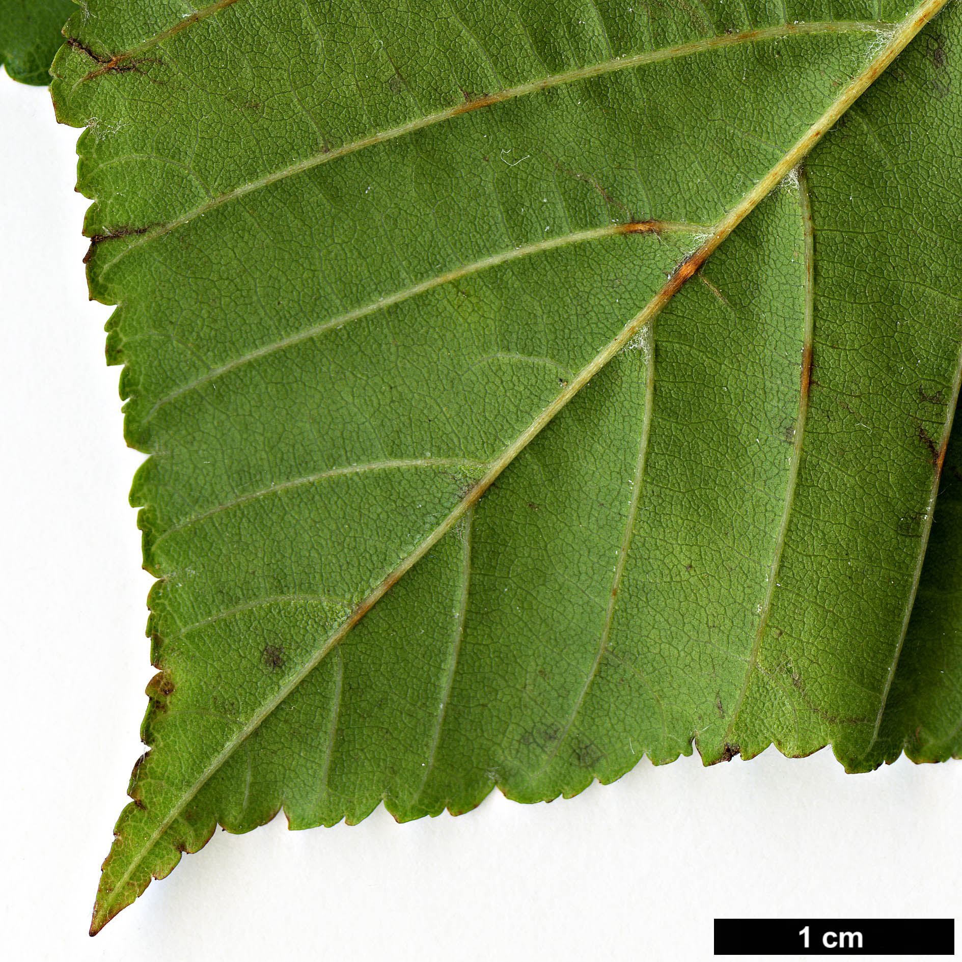 High resolution image: Family: Rosaceae - Genus: Sorbus - Taxon: megalocarpa