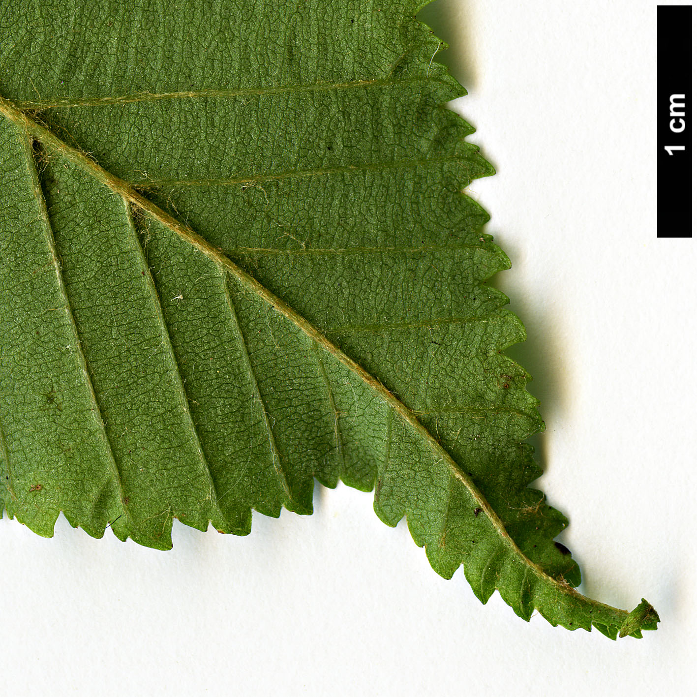 High resolution image: Family: Rosaceae - Genus: Sorbus - Taxon: meliosmifolia