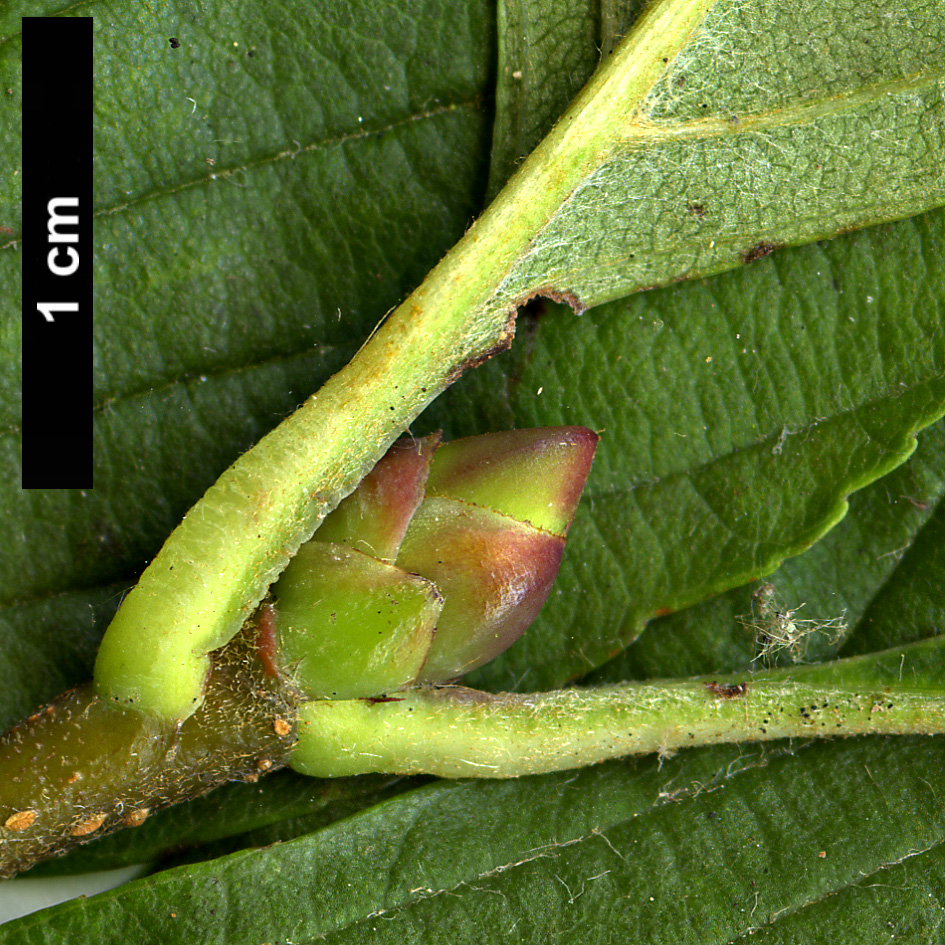 High resolution image: Family: Rosaceae - Genus: Sorbus - Taxon: meliosmifolia