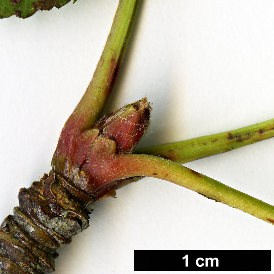 High resolution image: Family: Rosaceae - Genus: Sorbus - Taxon: monbeigii