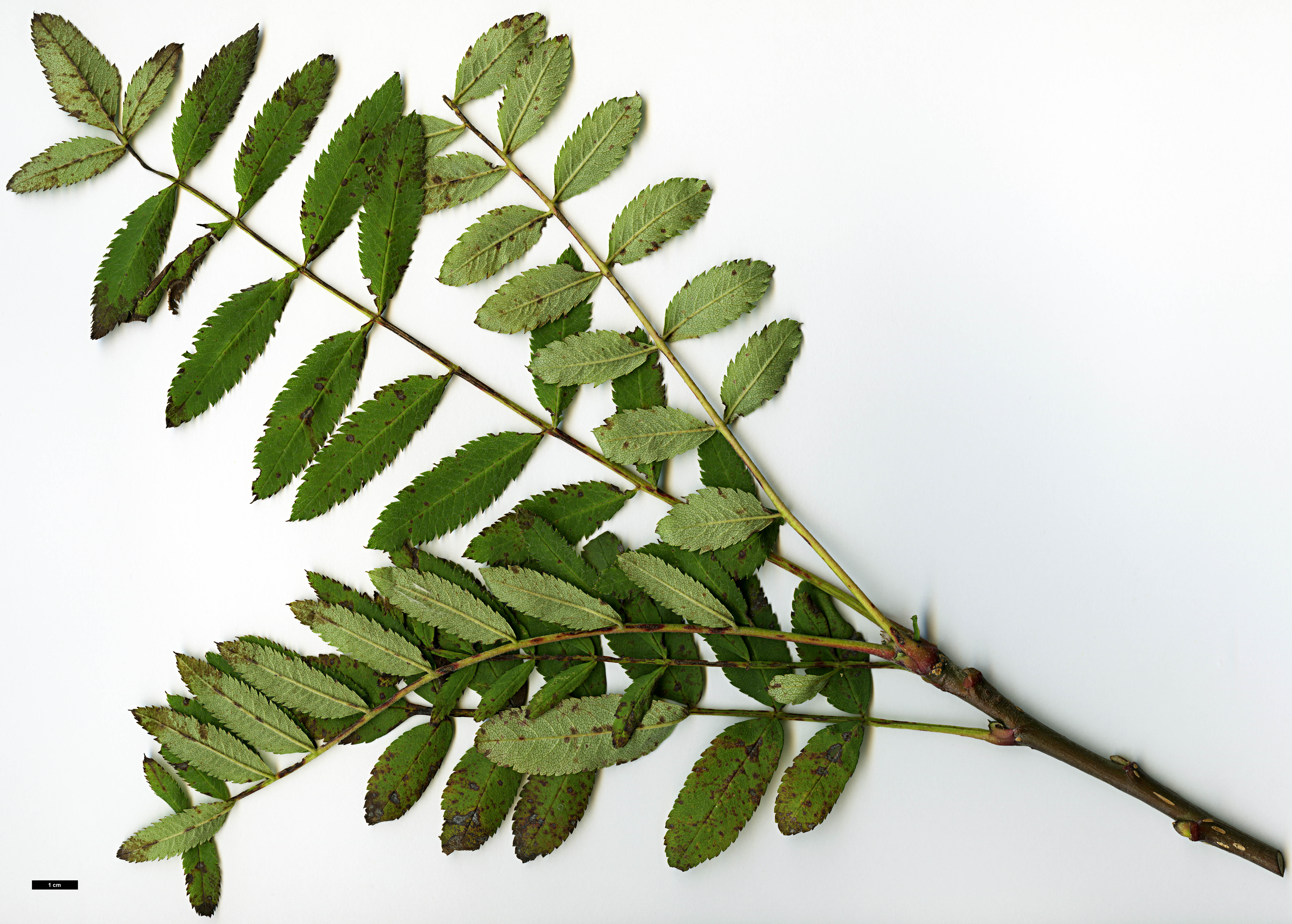 High resolution image: Family: Rosaceae - Genus: Sorbus - Taxon: monbeigii