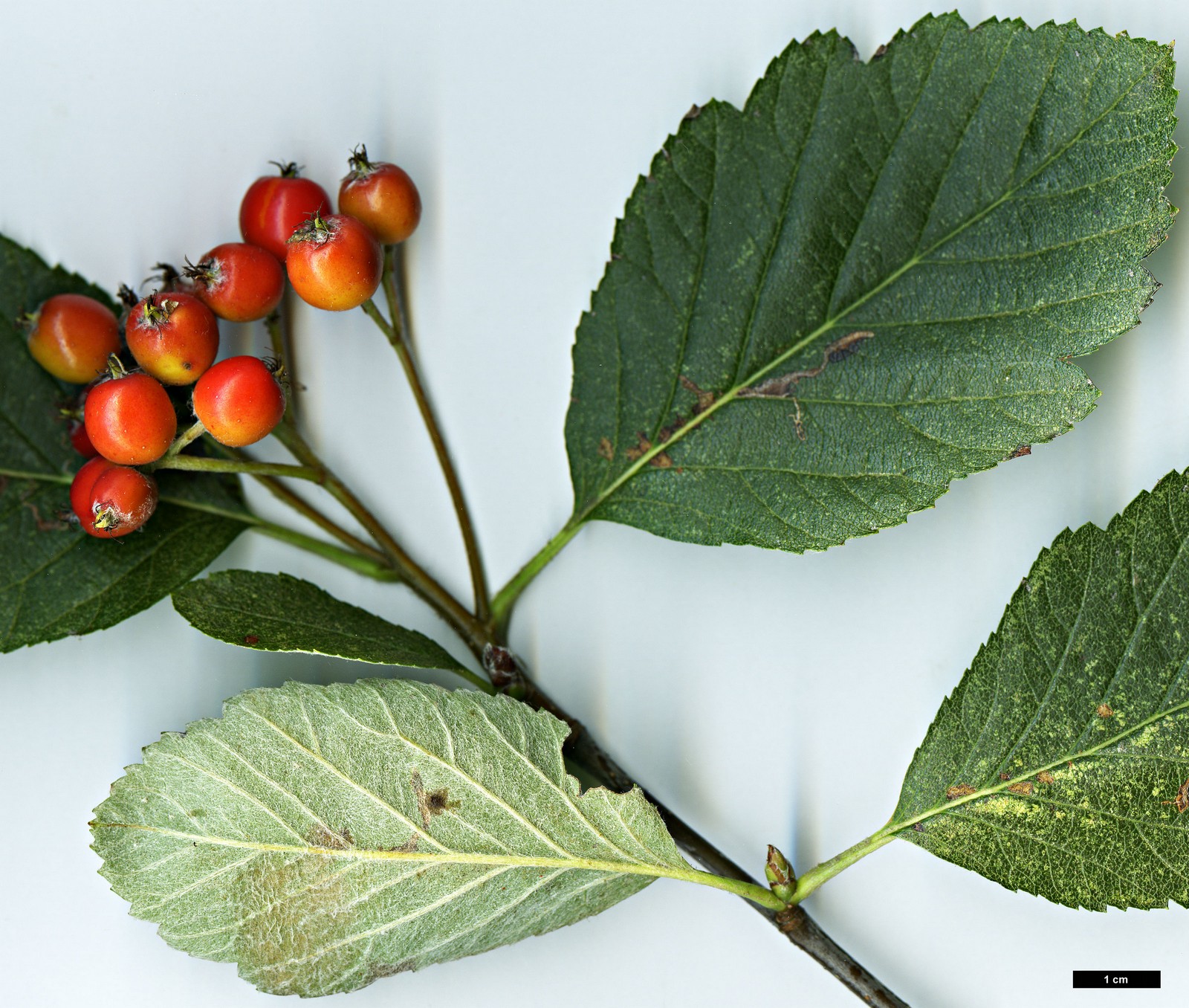 High resolution image: Family: Rosaceae - Genus: Sorbus - Taxon: mougeotii