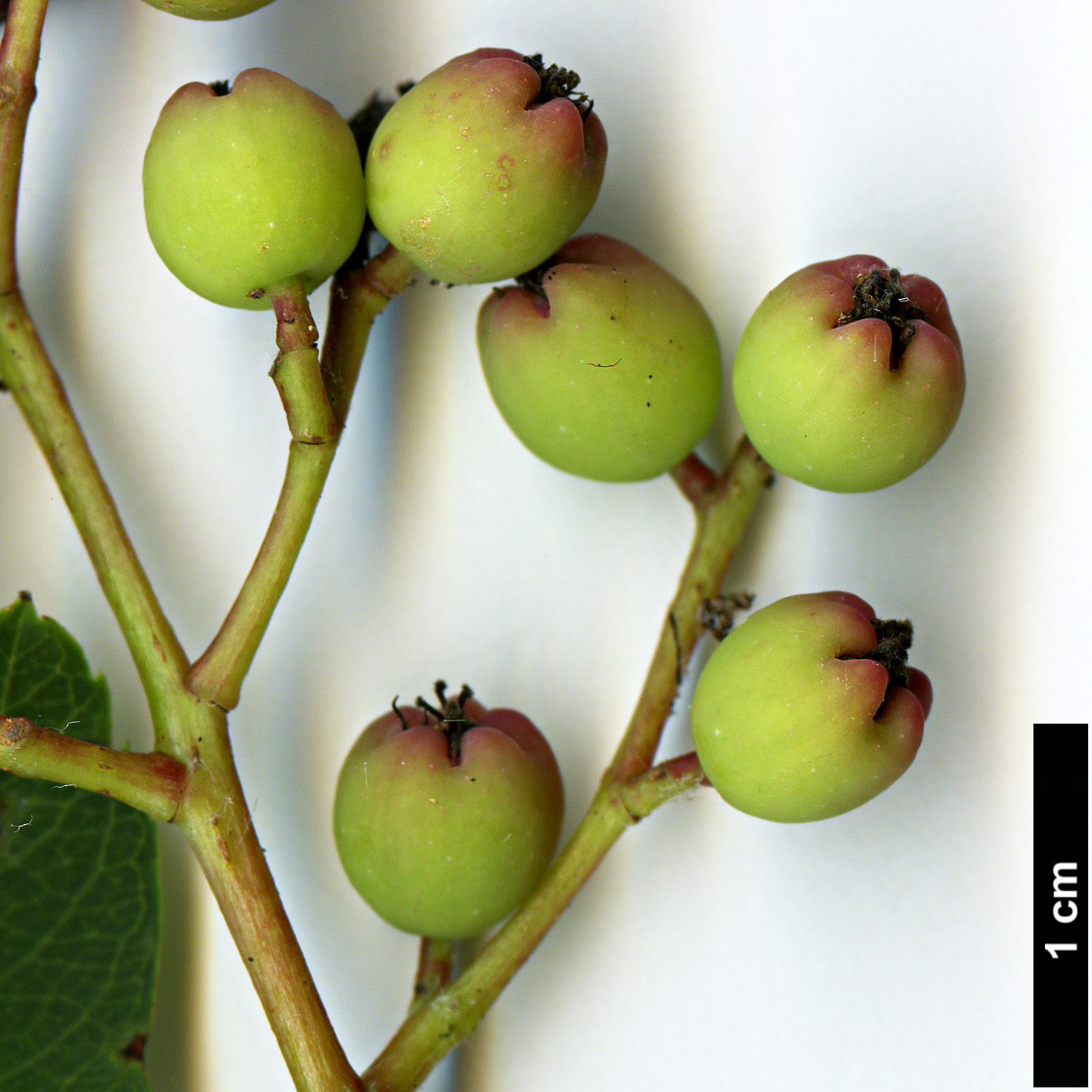 High resolution image: Family: Rosaceae - Genus: Sorbus - Taxon: muliensis