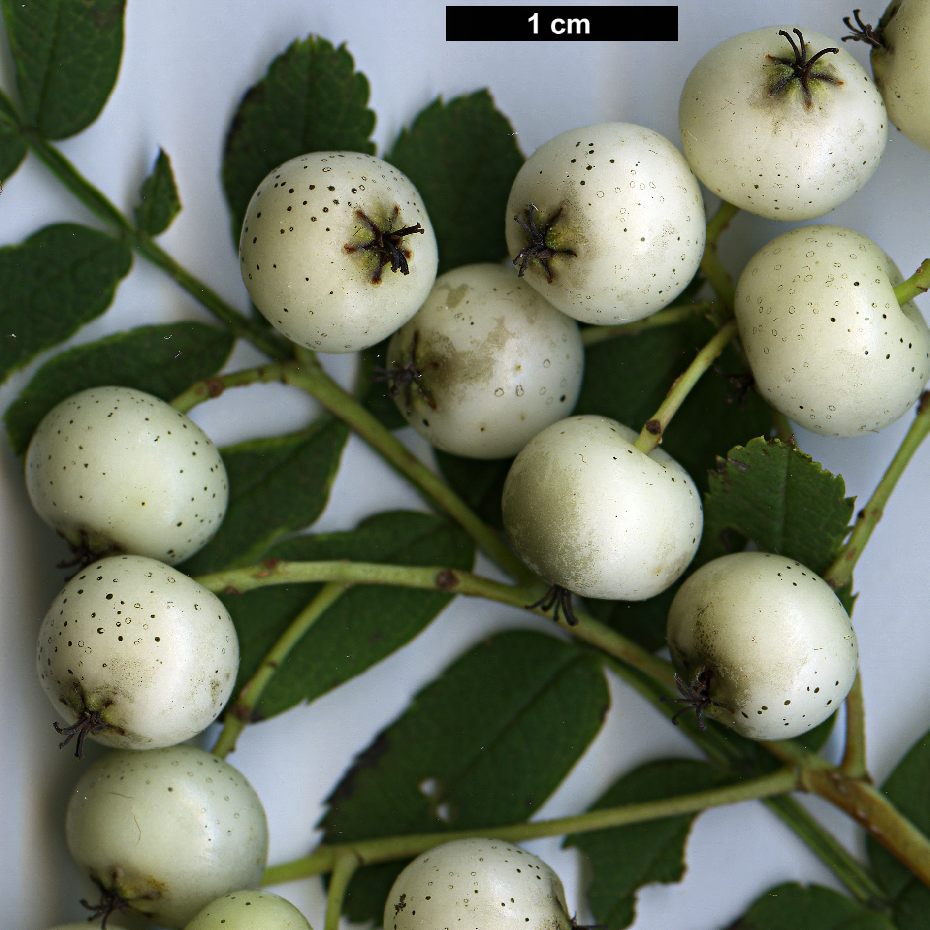 High resolution image: Family: Rosaceae - Genus: Sorbus - Taxon: munda