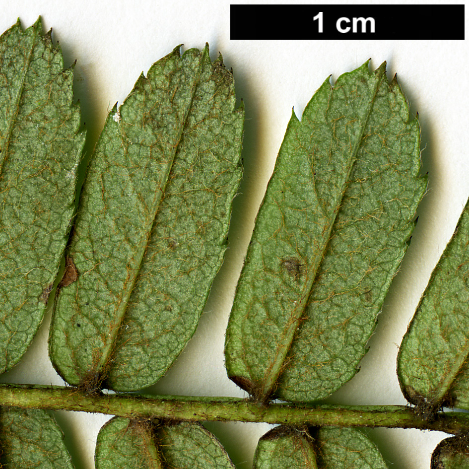 High resolution image: Family: Rosaceae - Genus: Sorbus - Taxon: munda