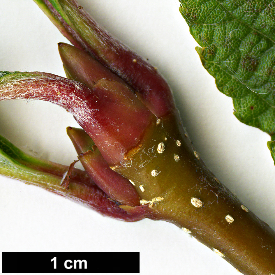 High resolution image: Family: Rosaceae - Genus: Sorbus - Taxon: needhamii