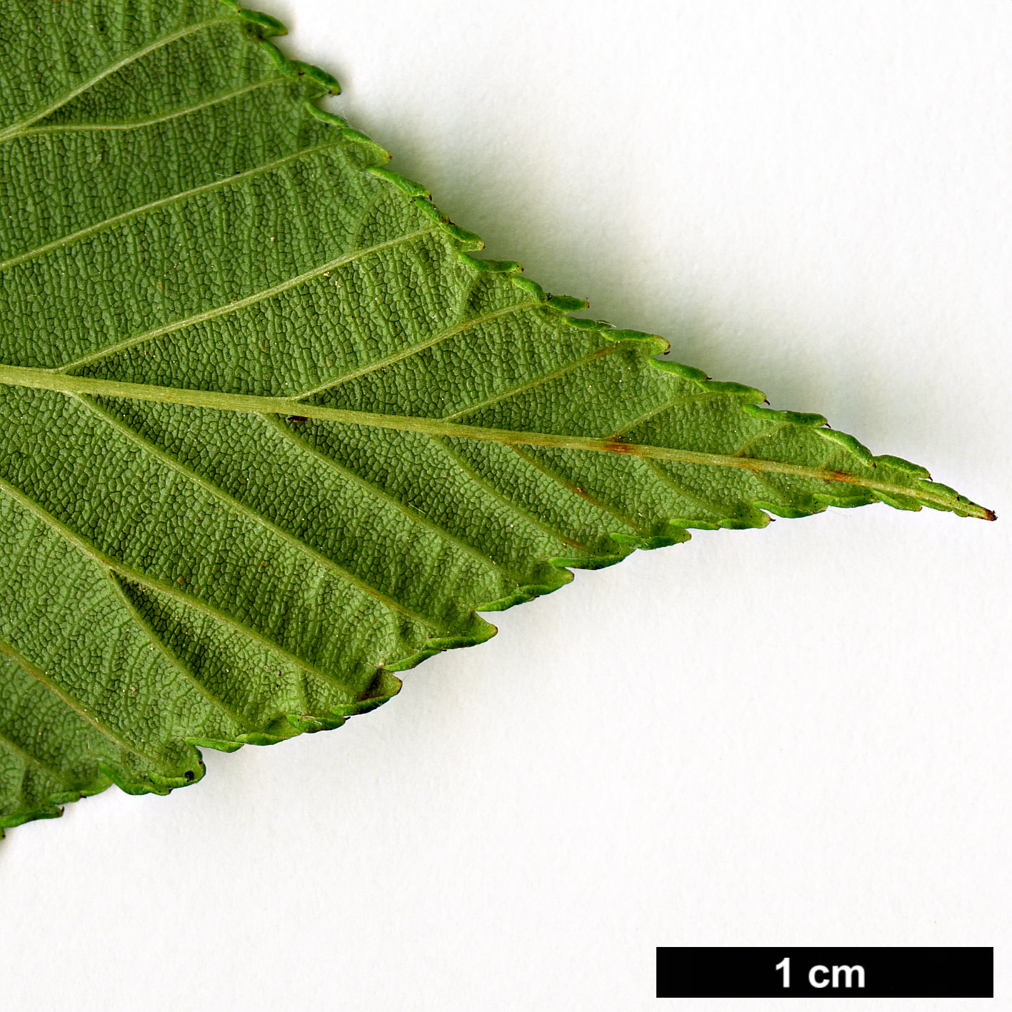 High resolution image: Family: Rosaceae - Genus: Sorbus - Taxon: needhamii