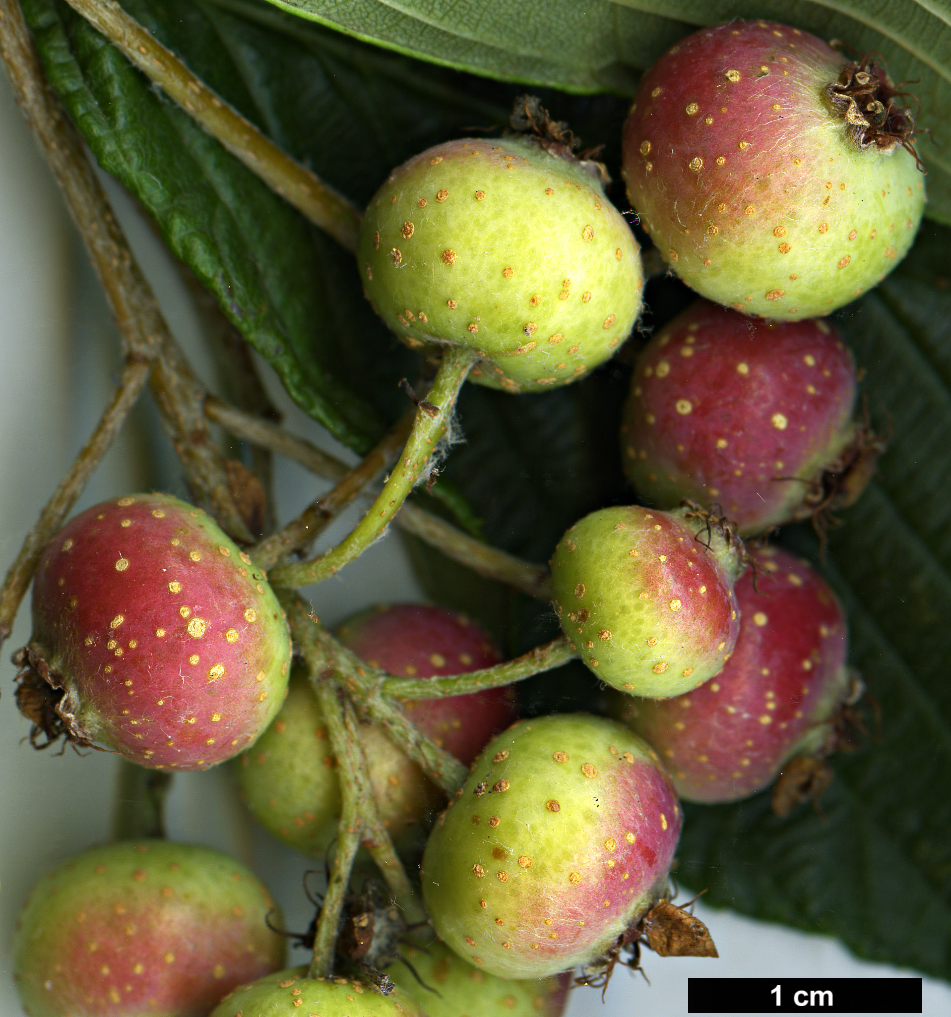 High resolution image: Family: Rosaceae - Genus: Sorbus - Taxon: needhamii