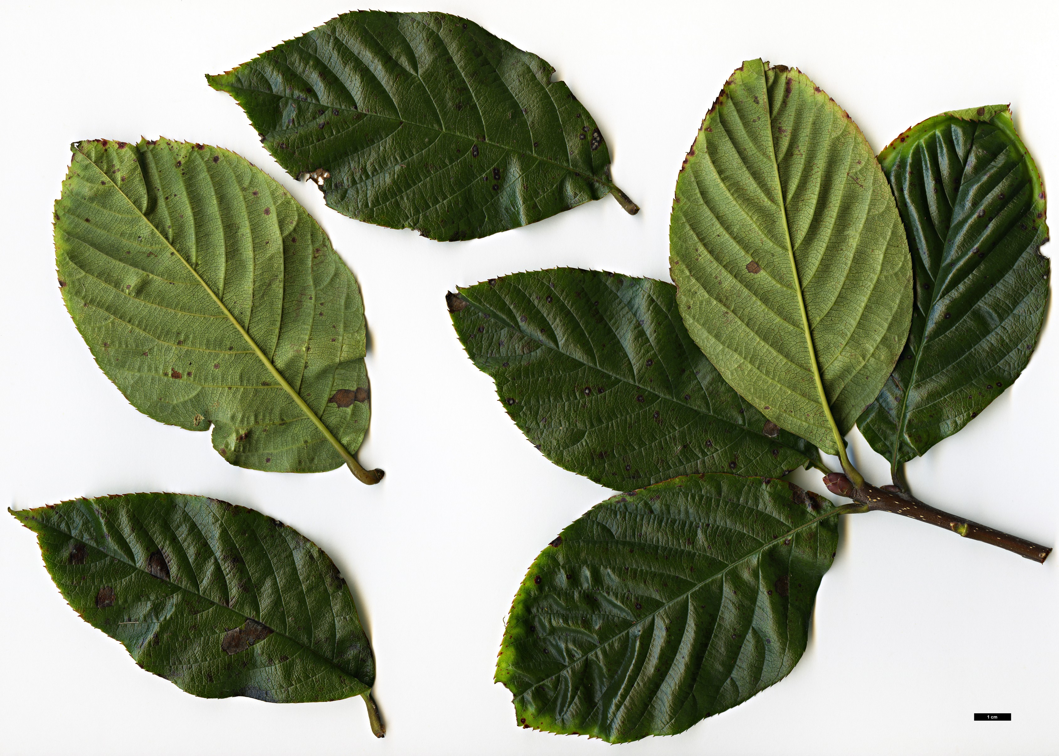 High resolution image: Family: Rosaceae - Genus: Sorbus - Taxon: ochracea