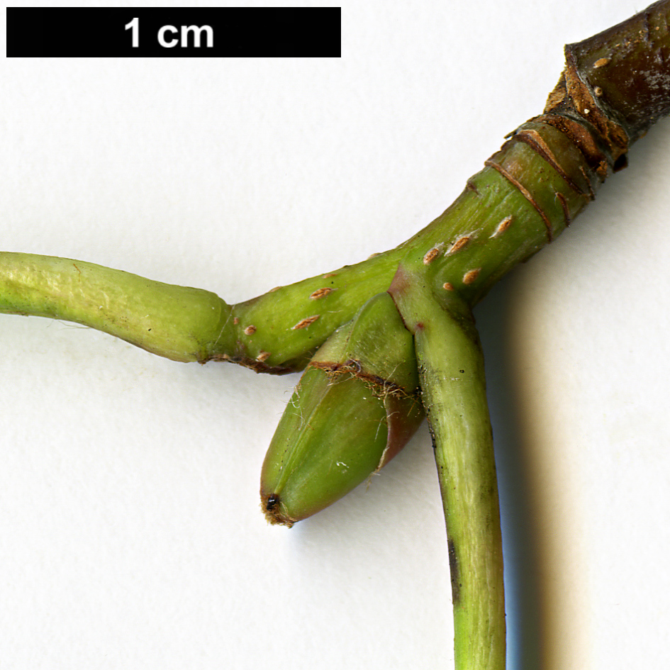 High resolution image: Family: Rosaceae - Genus: Sorbus - Taxon: olivacea