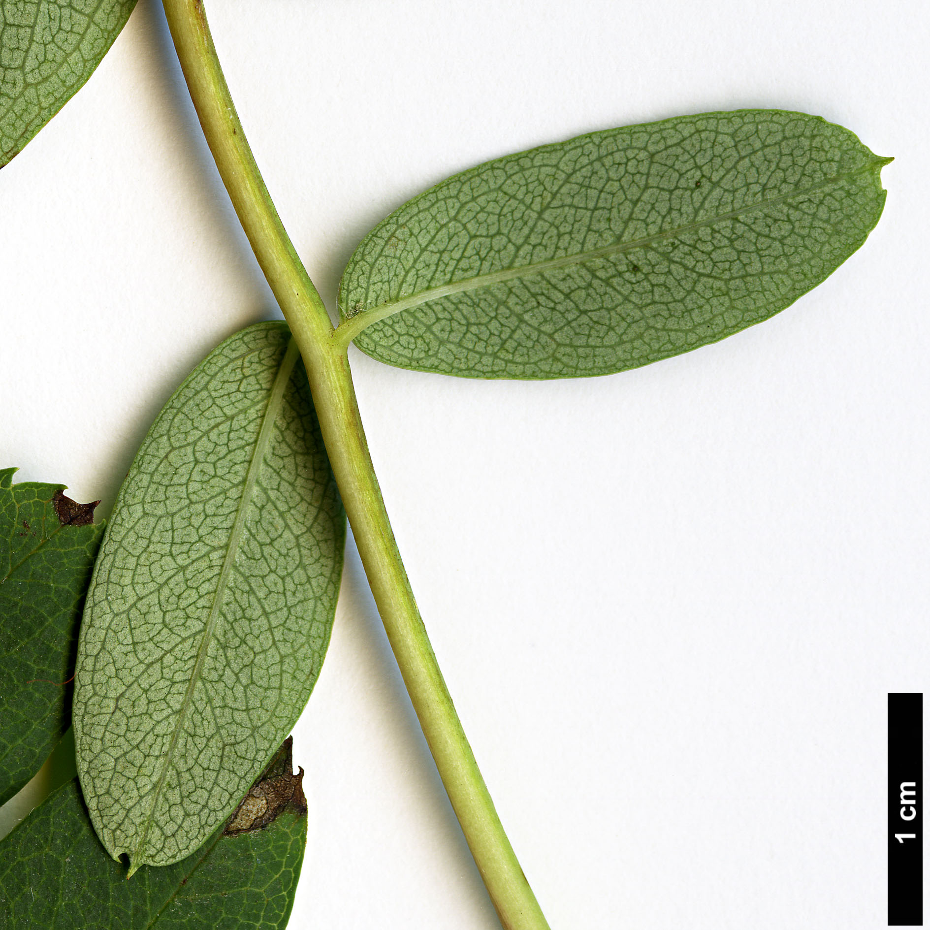 High resolution image: Family: Rosaceae - Genus: Sorbus - Taxon: olivacea