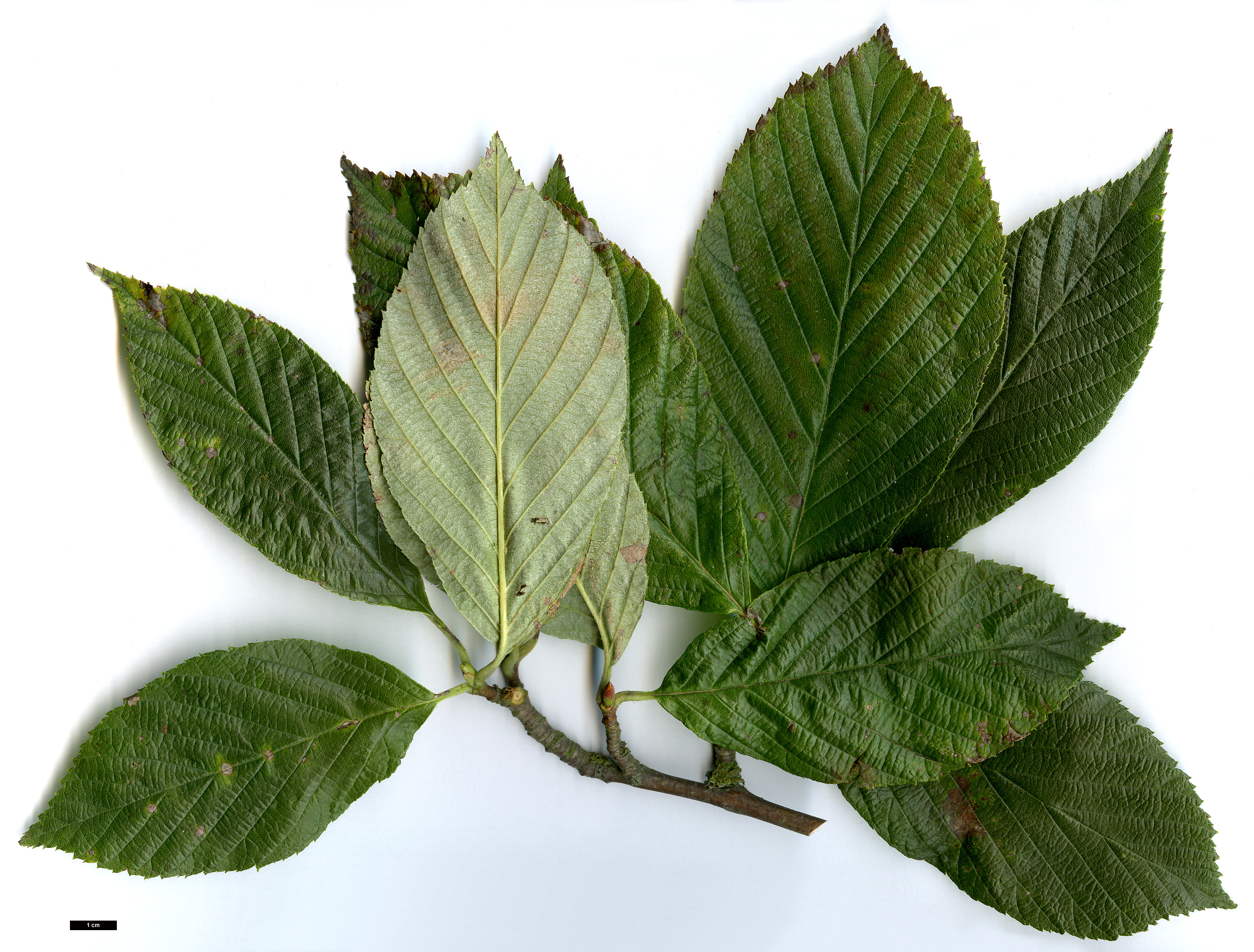 High resolution image: Family: Rosaceae - Genus: Sorbus - Taxon: pallescens