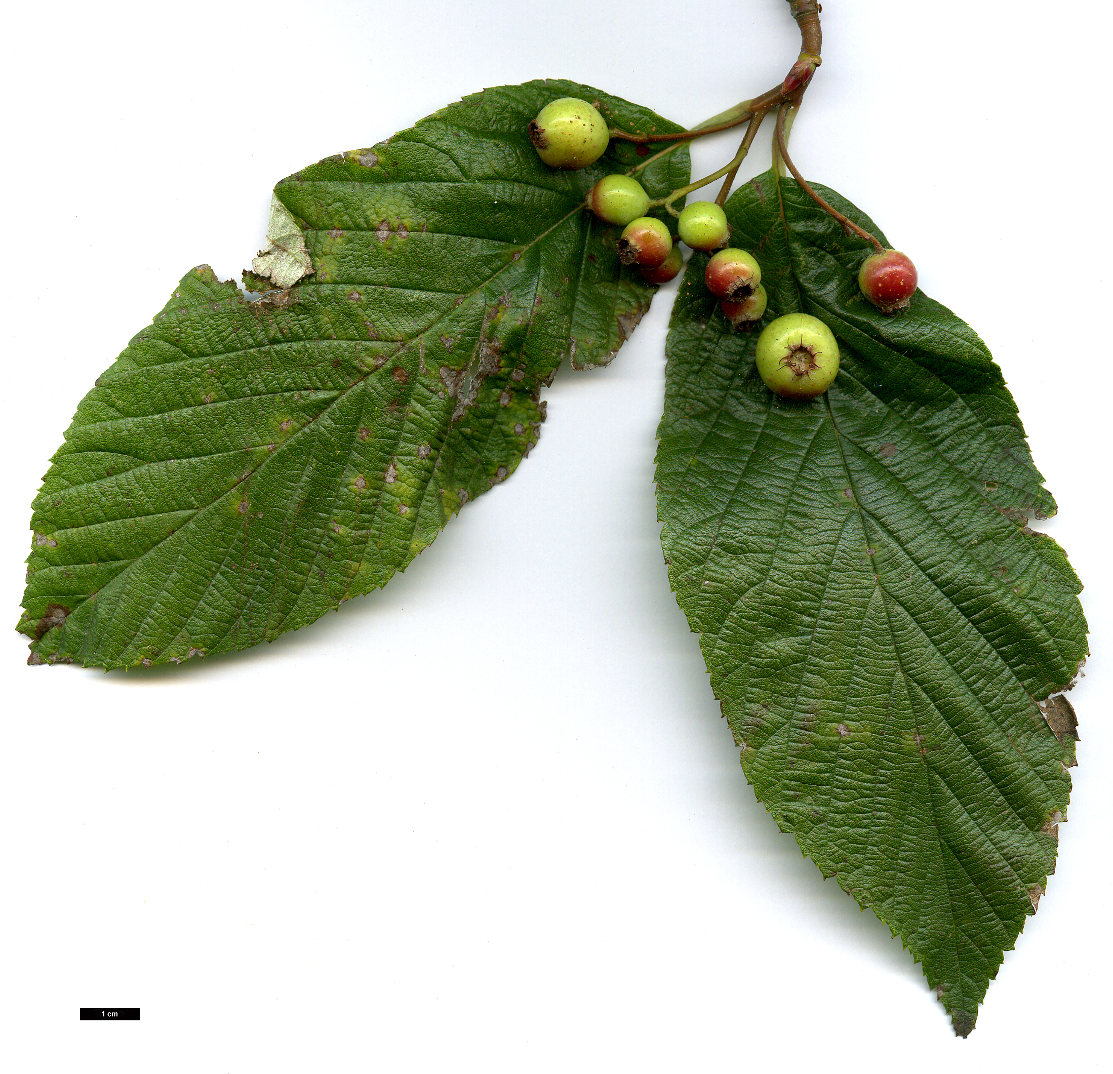 High resolution image: Family: Rosaceae - Genus: Sorbus - Taxon: pallescens