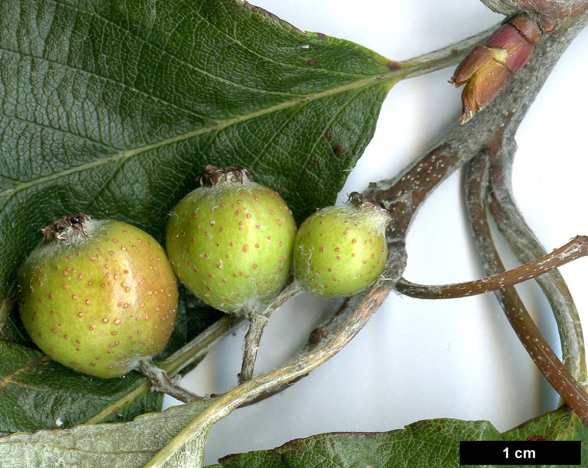 High resolution image: Family: Rosaceae - Genus: Sorbus - Taxon: pallescens