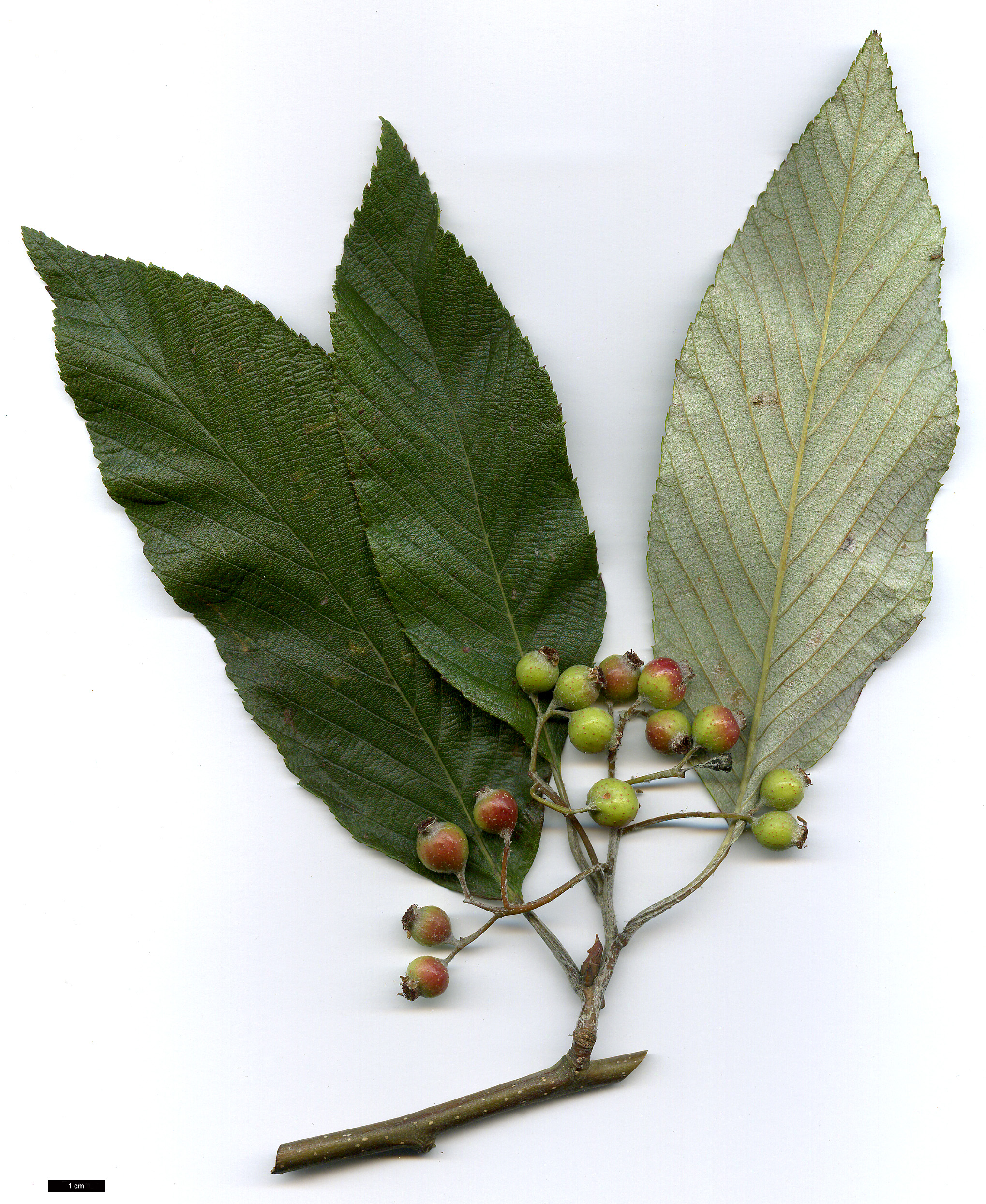 High resolution image: Family: Rosaceae - Genus: Sorbus - Taxon: pallescens