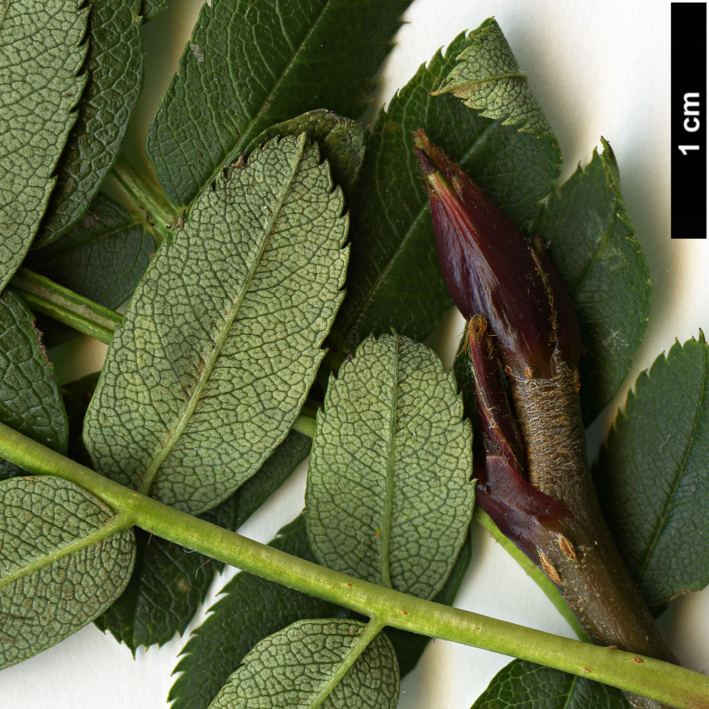 High resolution image: Family: Rosaceae - Genus: Sorbus - Taxon: parva